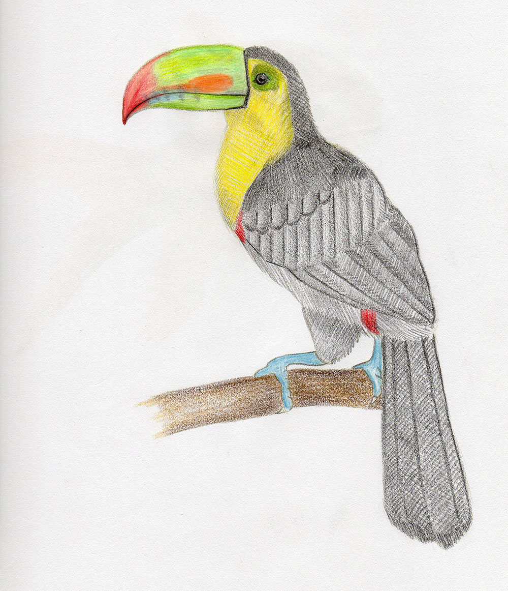 Toucan