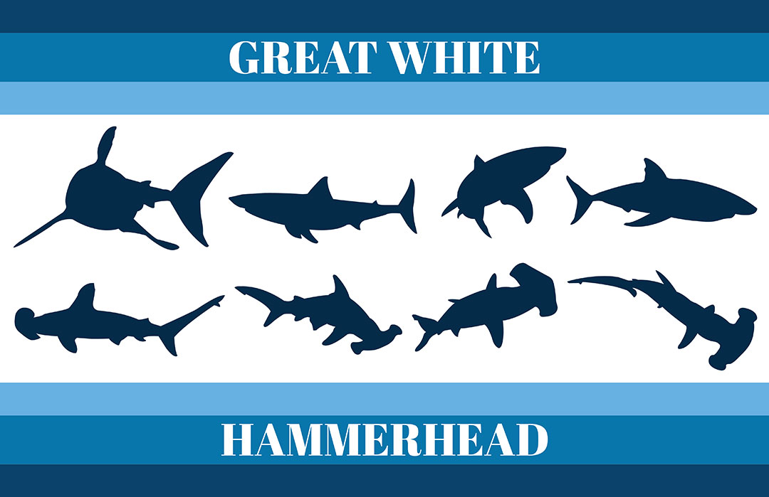 Great White &amp; Hammerhead Silhouettes