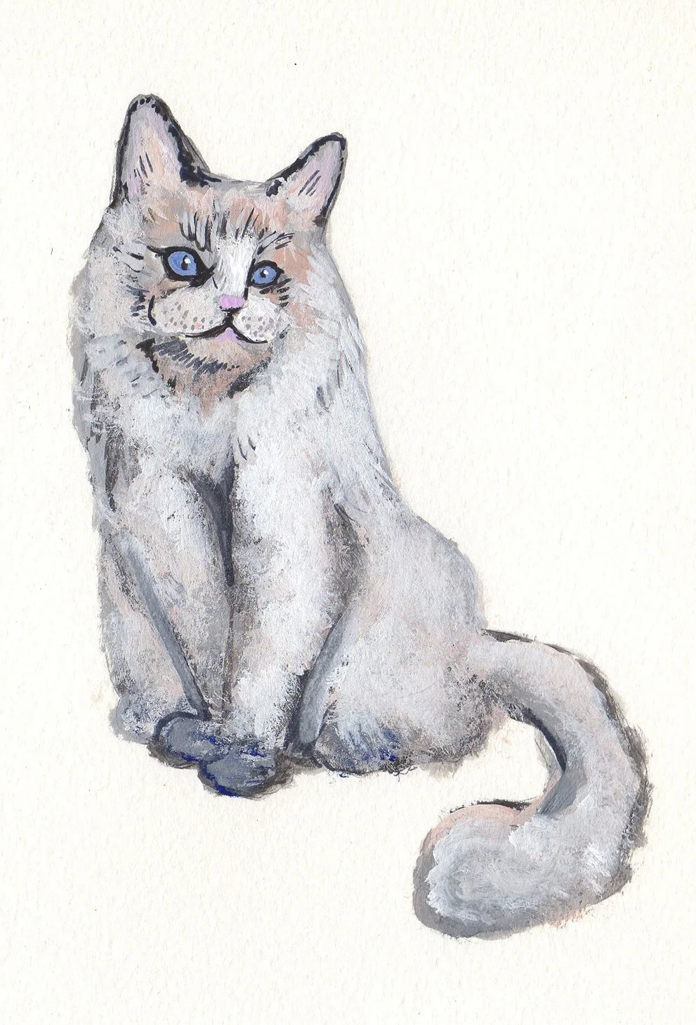 Ragdoll Cat