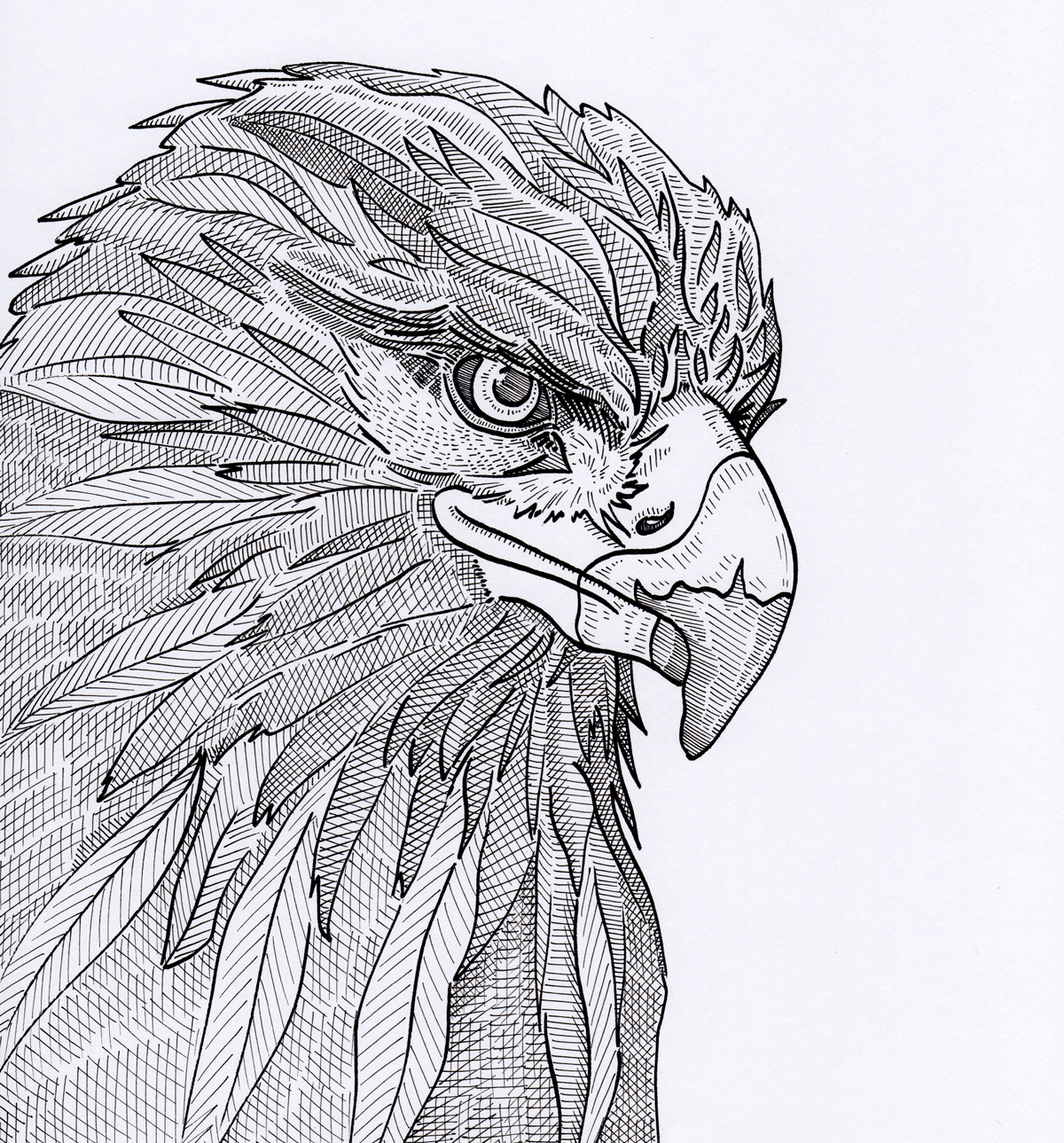 Golden Eagle