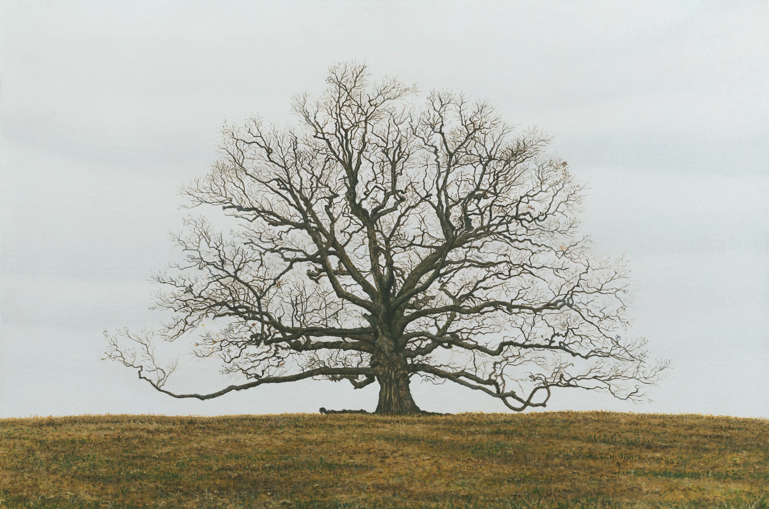 Winter Tree by Virginia Daley