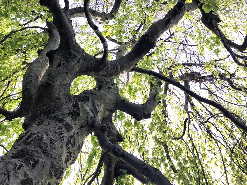 Resilience