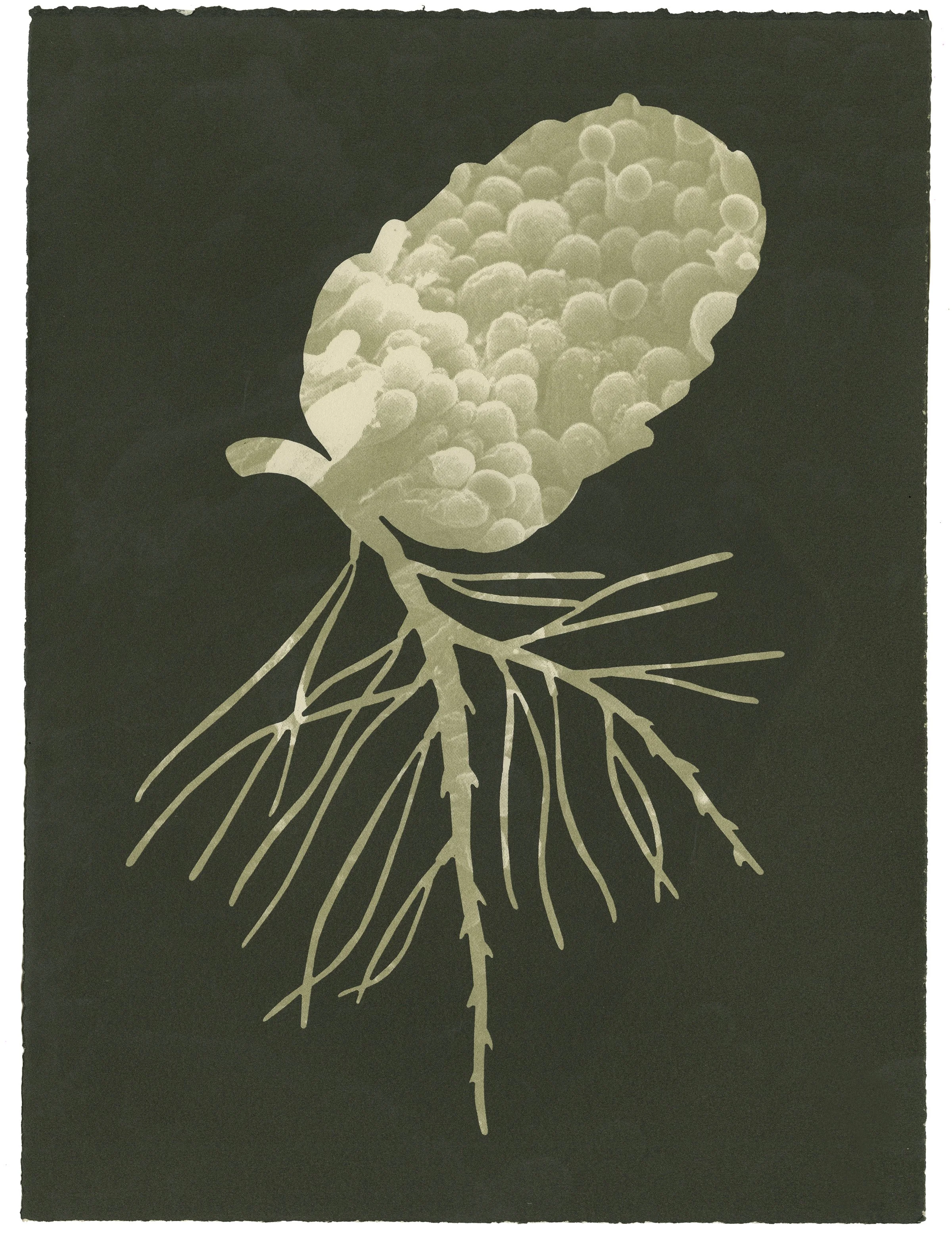 Pineal cone b_w-Jase Clark.jpg