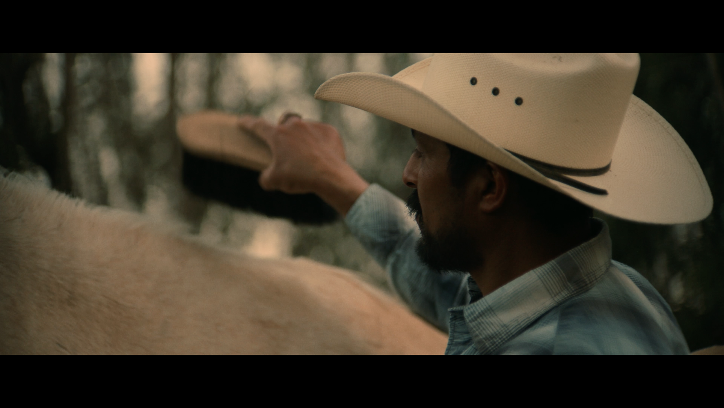 PALOMINO
