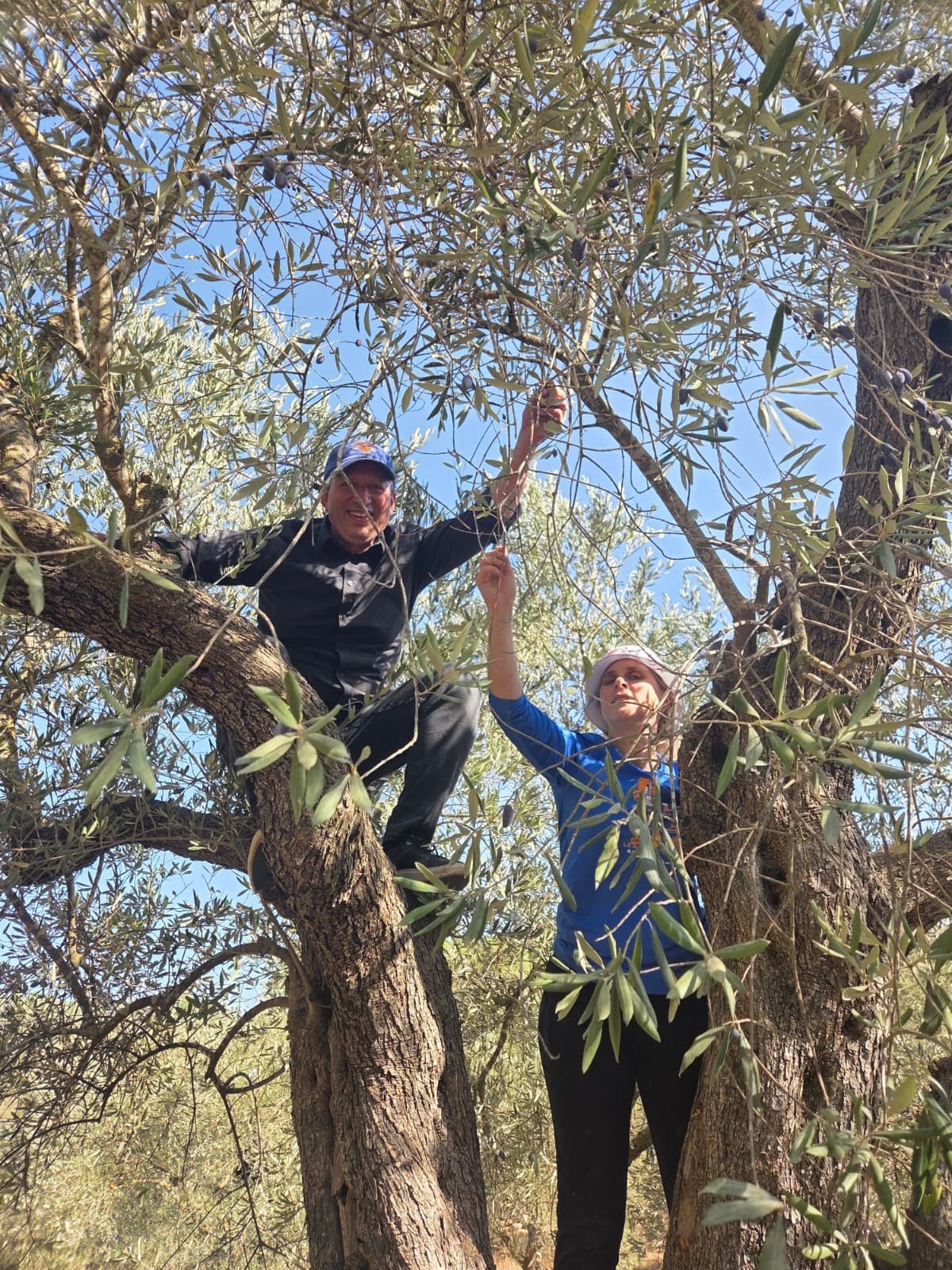 Picking Olives in the West Bank