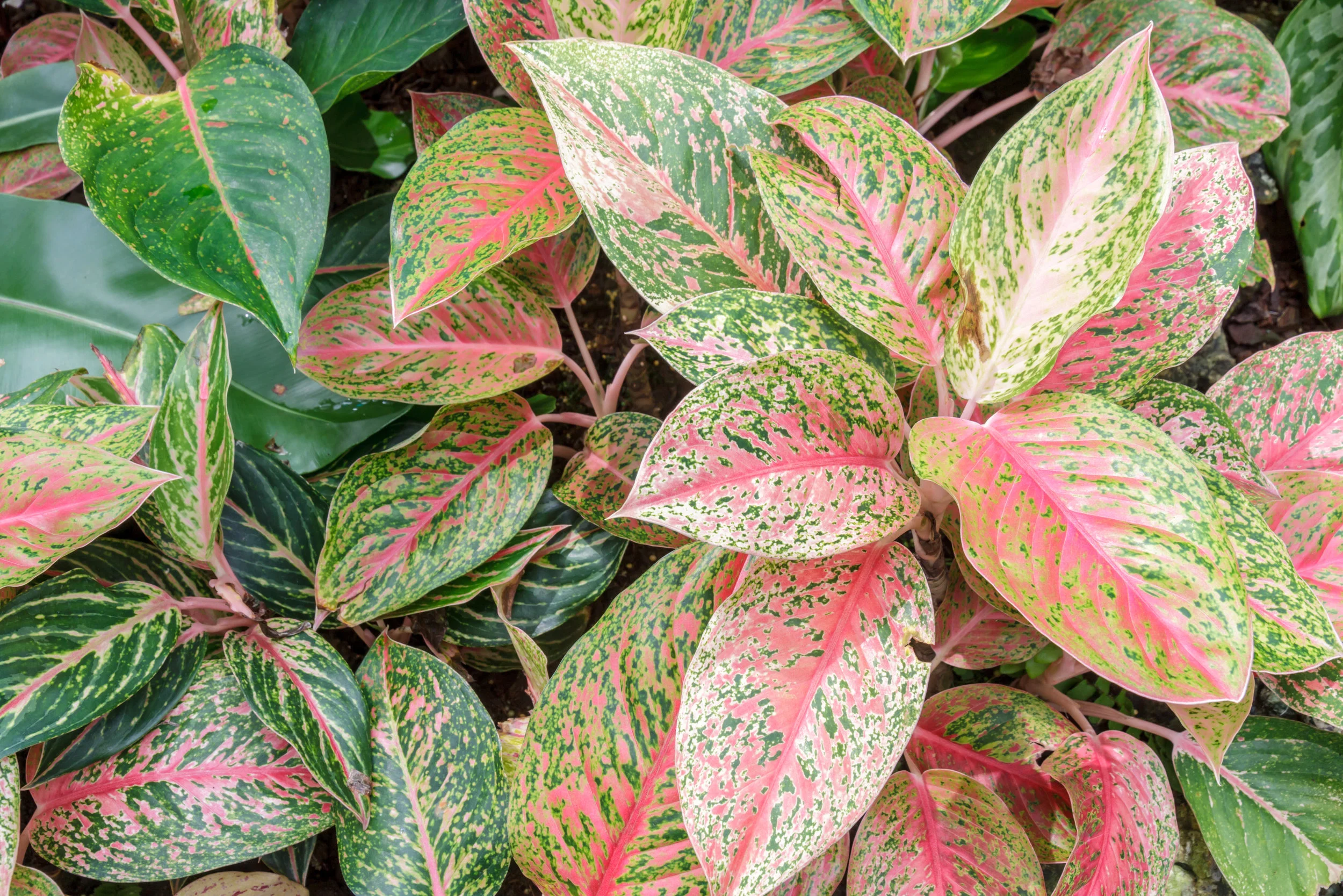 Chinese Evergreen_AdobeStock_90023835.jpeg