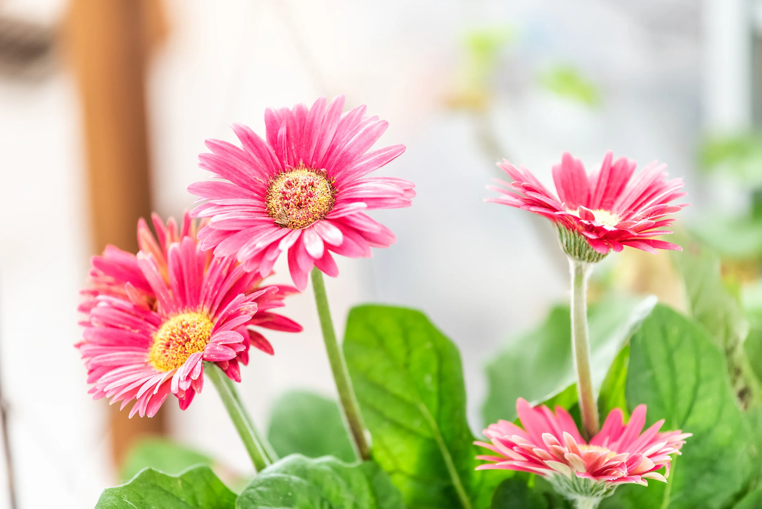 Gerbera AdobeStock_208314687.jpeg