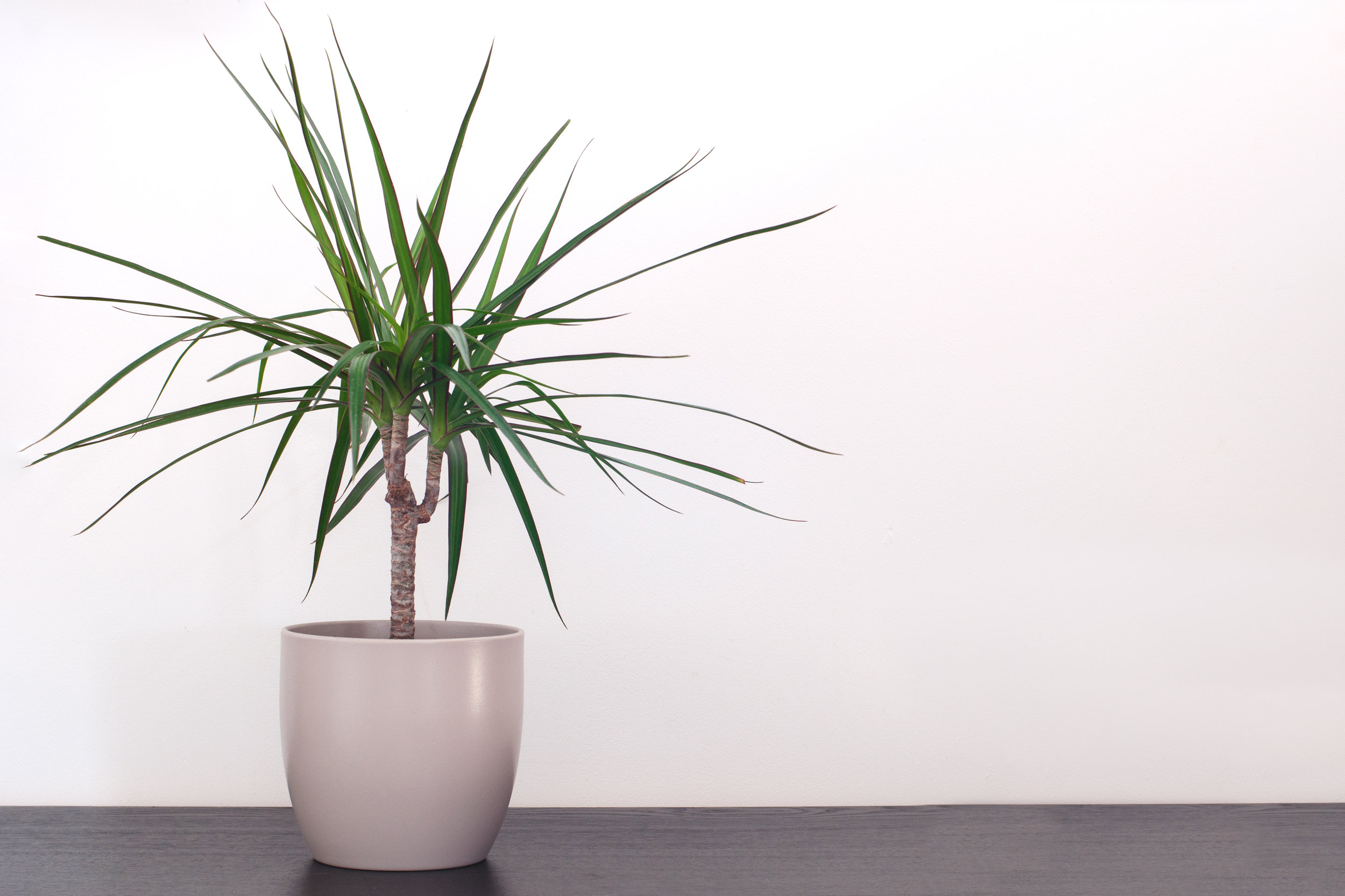 Dragon Tree_AdobeStock_197884454.jpeg