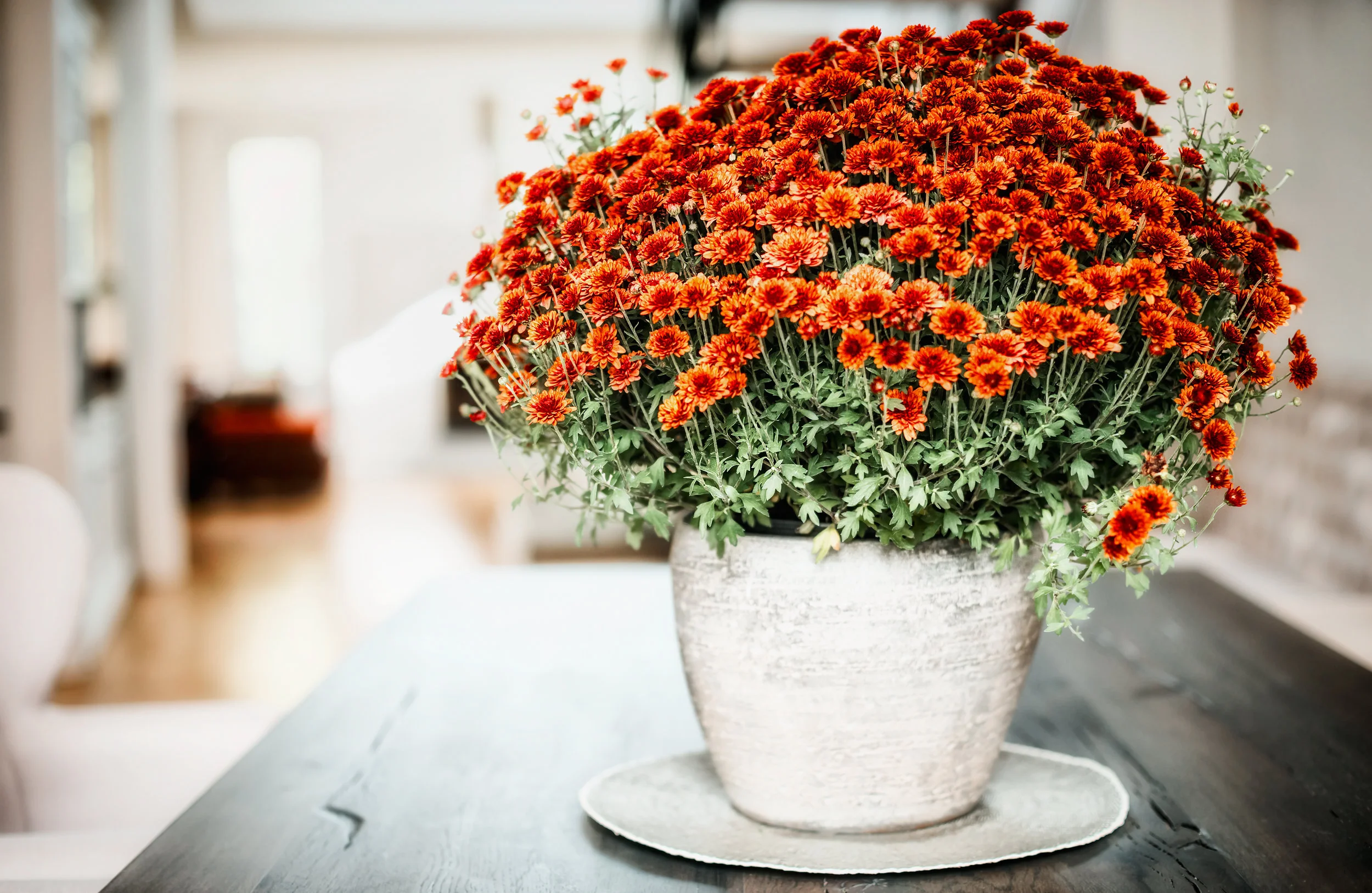 Chrysanthemum_AdobeStock_123016725.jpeg