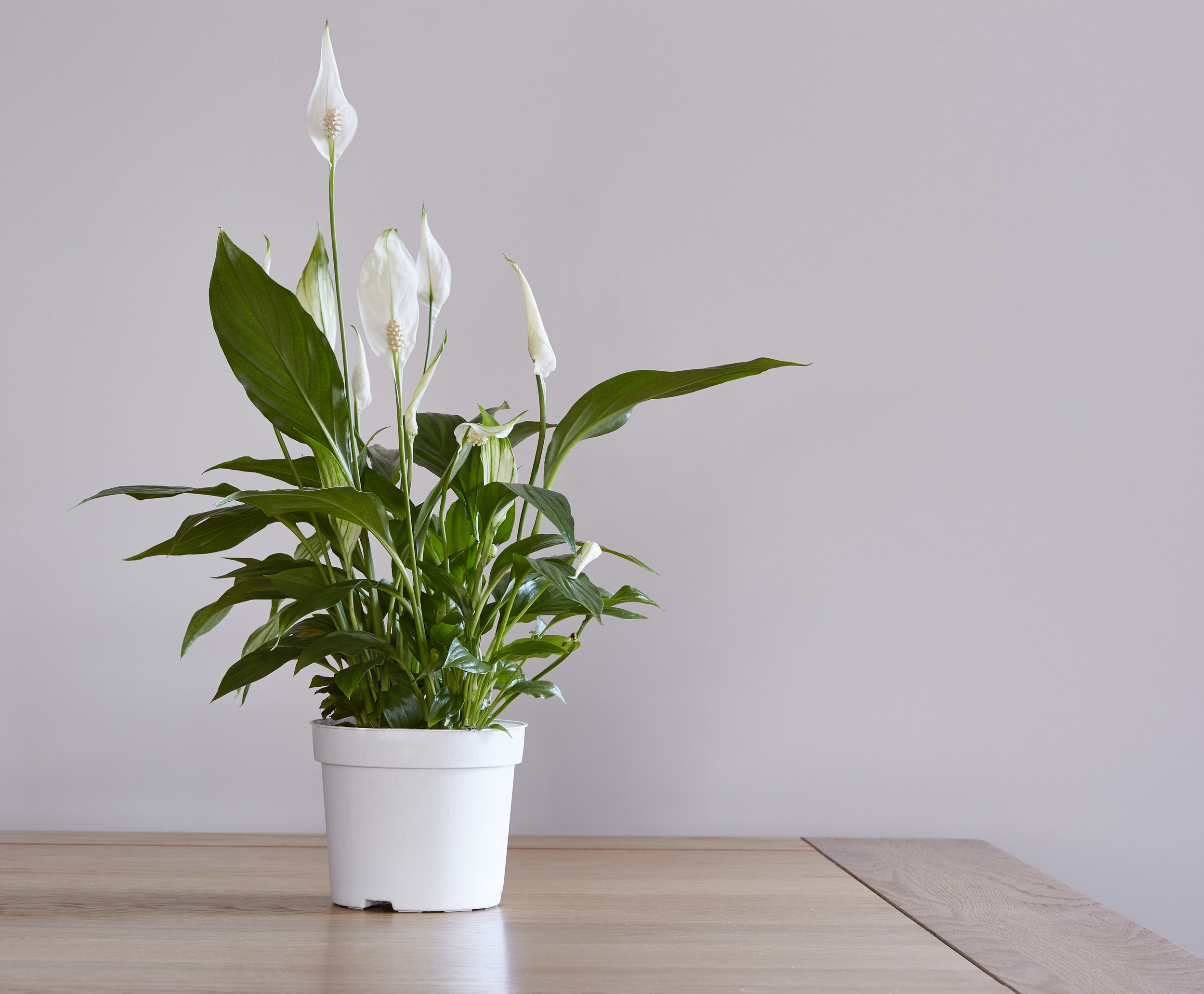 Easter Lily_AdobeStock_159462817.jpeg
