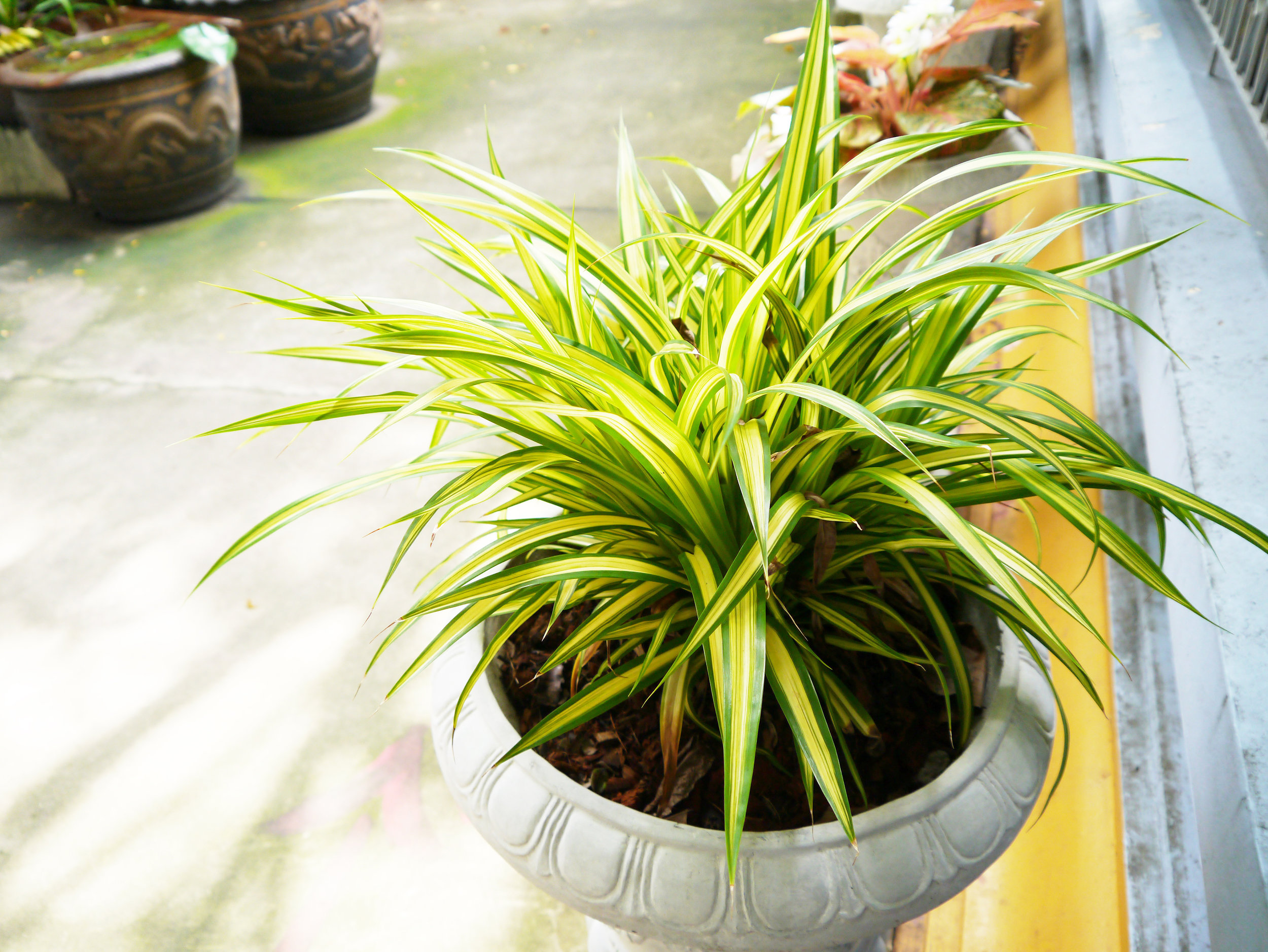 SpiderPlant_AdobeStock_99839347.jpeg