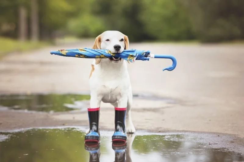 How to Create an Evacuation Plan for Your Pets