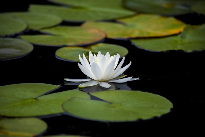 lotus-3144893__480.jpg