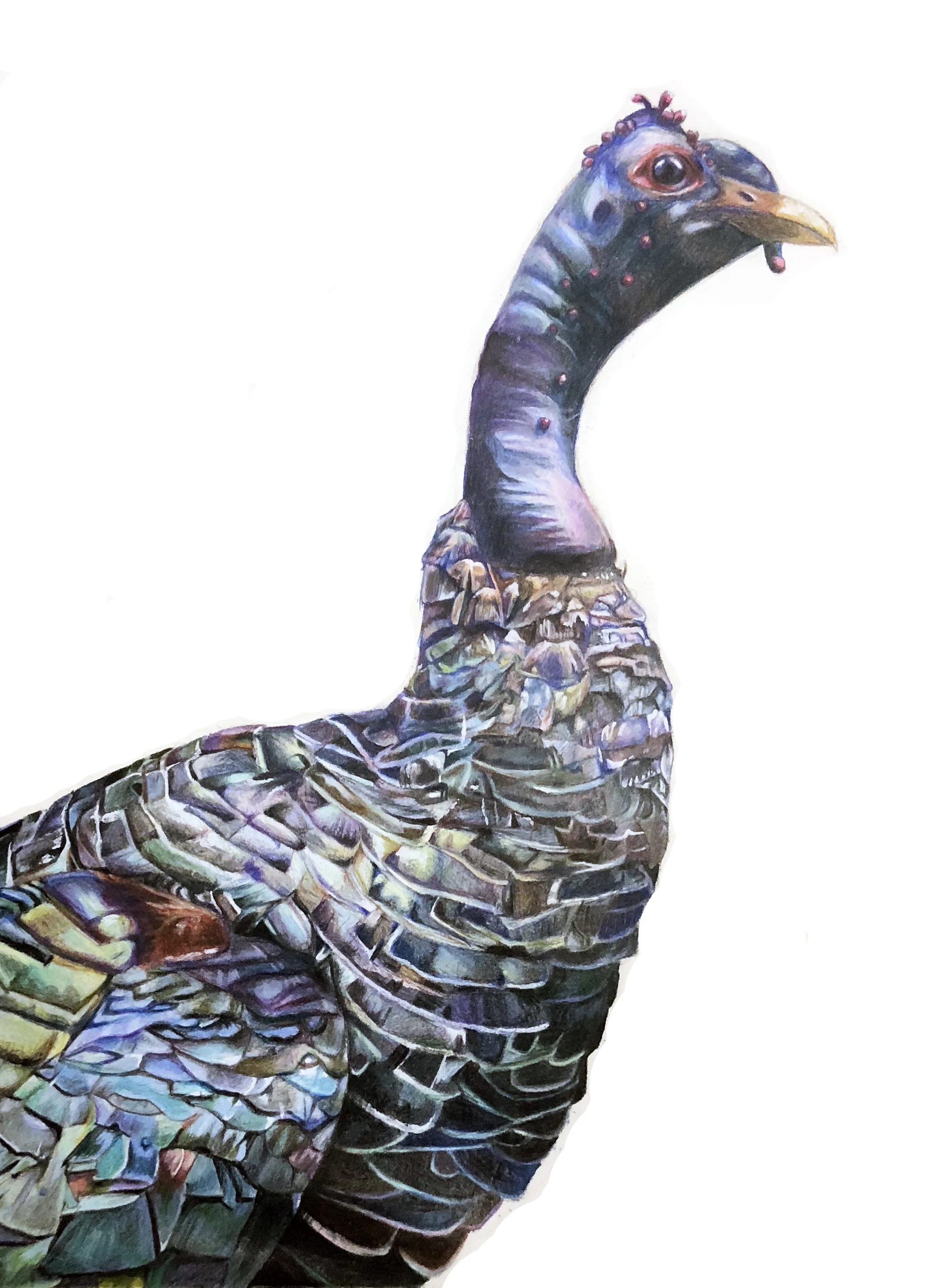 Turkey Illustration