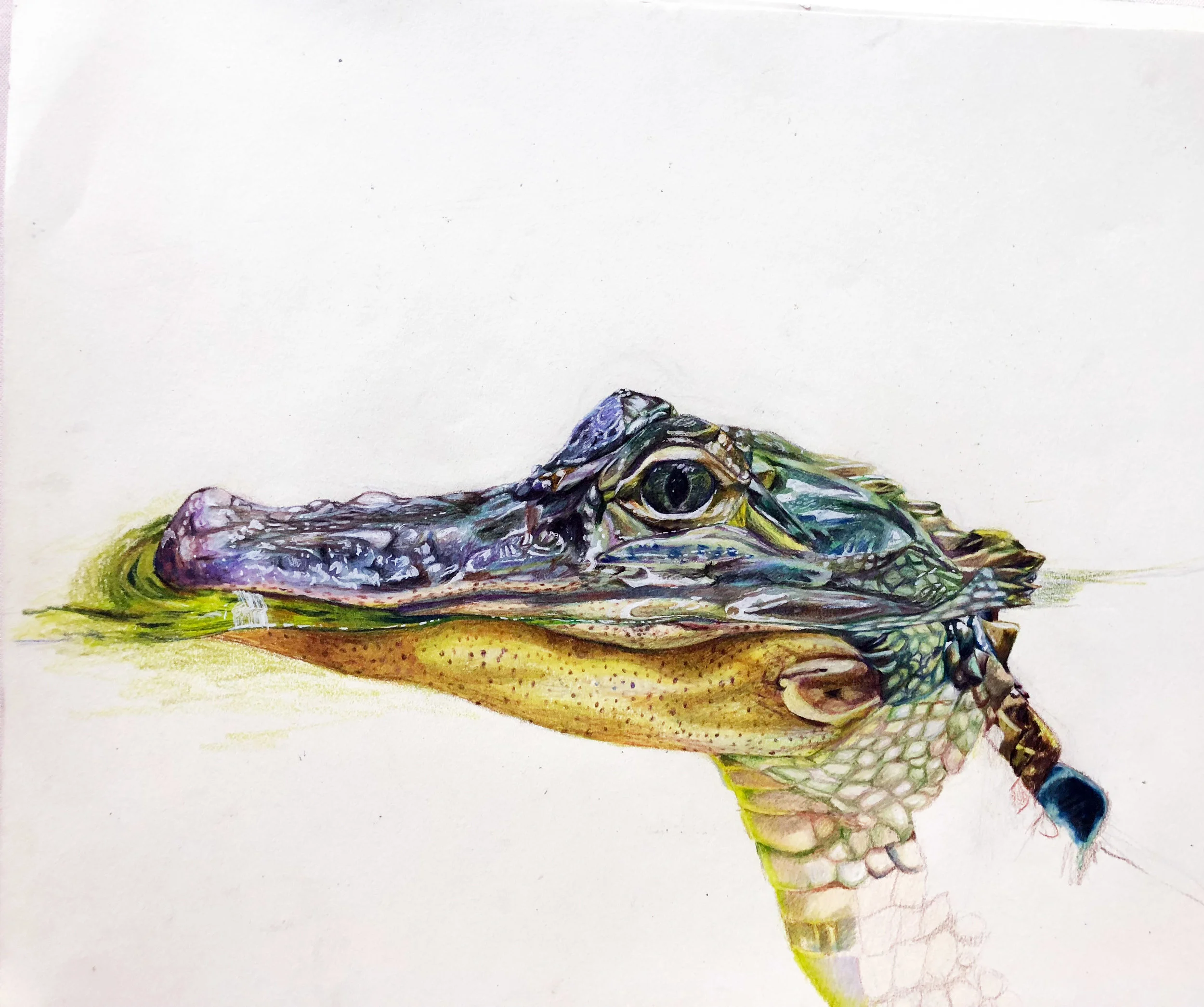 Gator Illustration