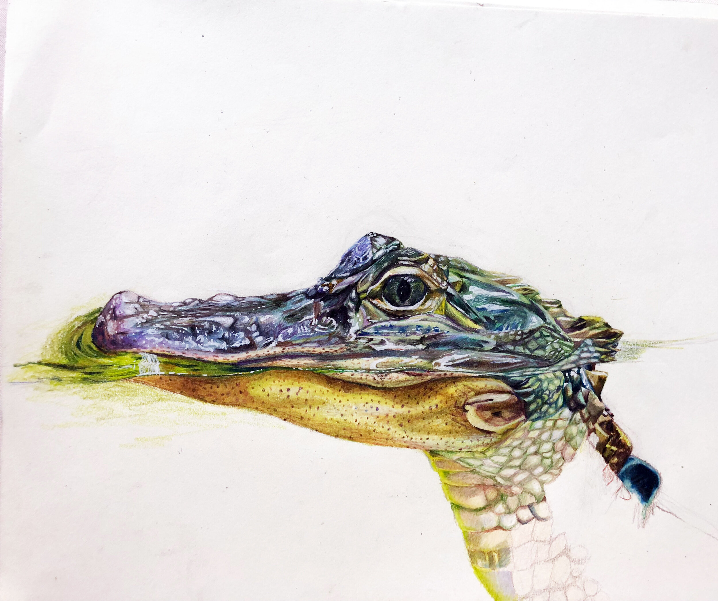 Gator edited.jpg