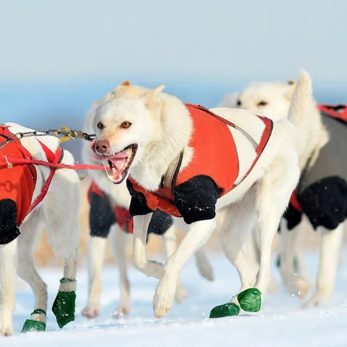 Tundra.jpg