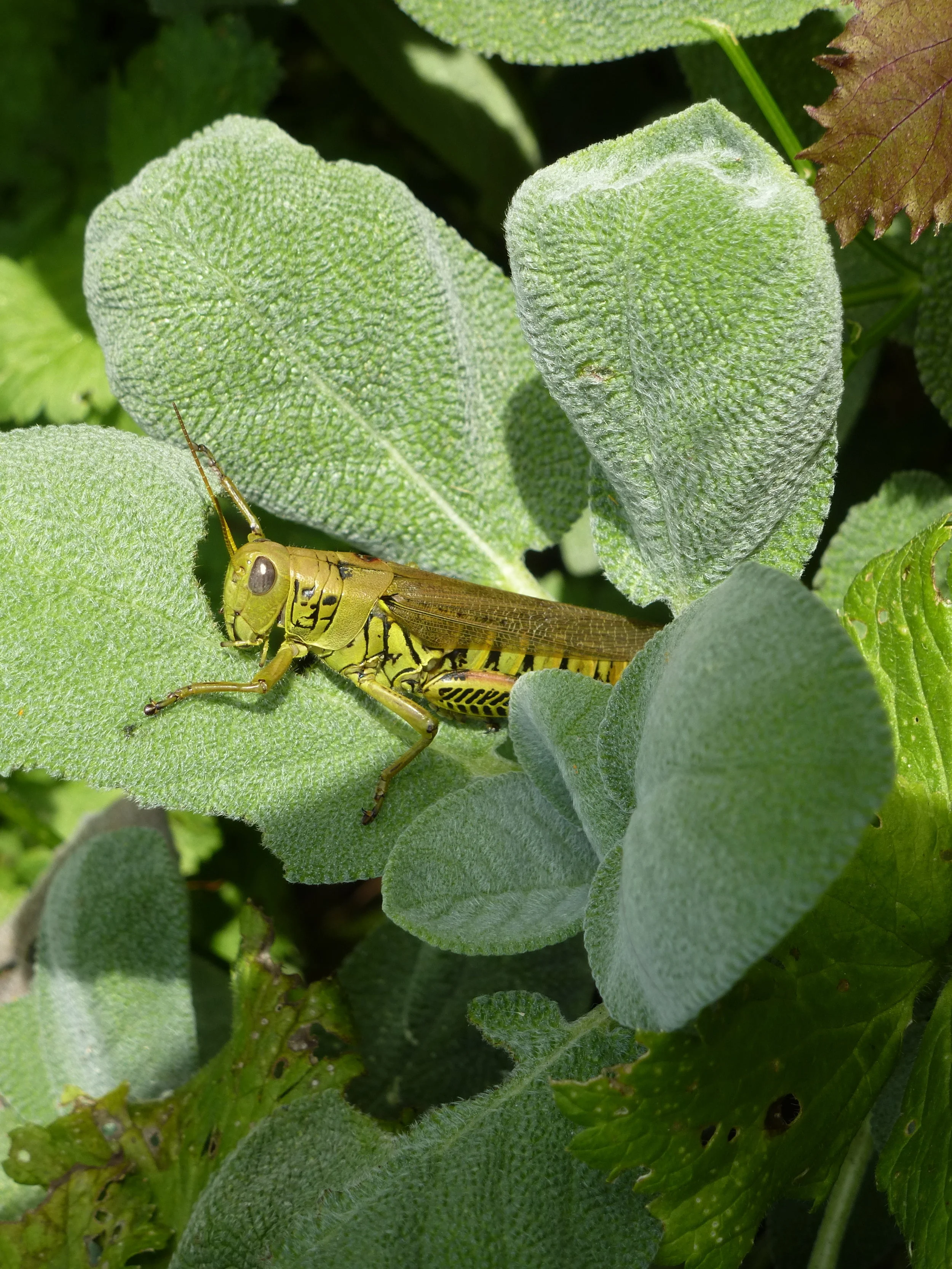 grasshopper.photo.JPG