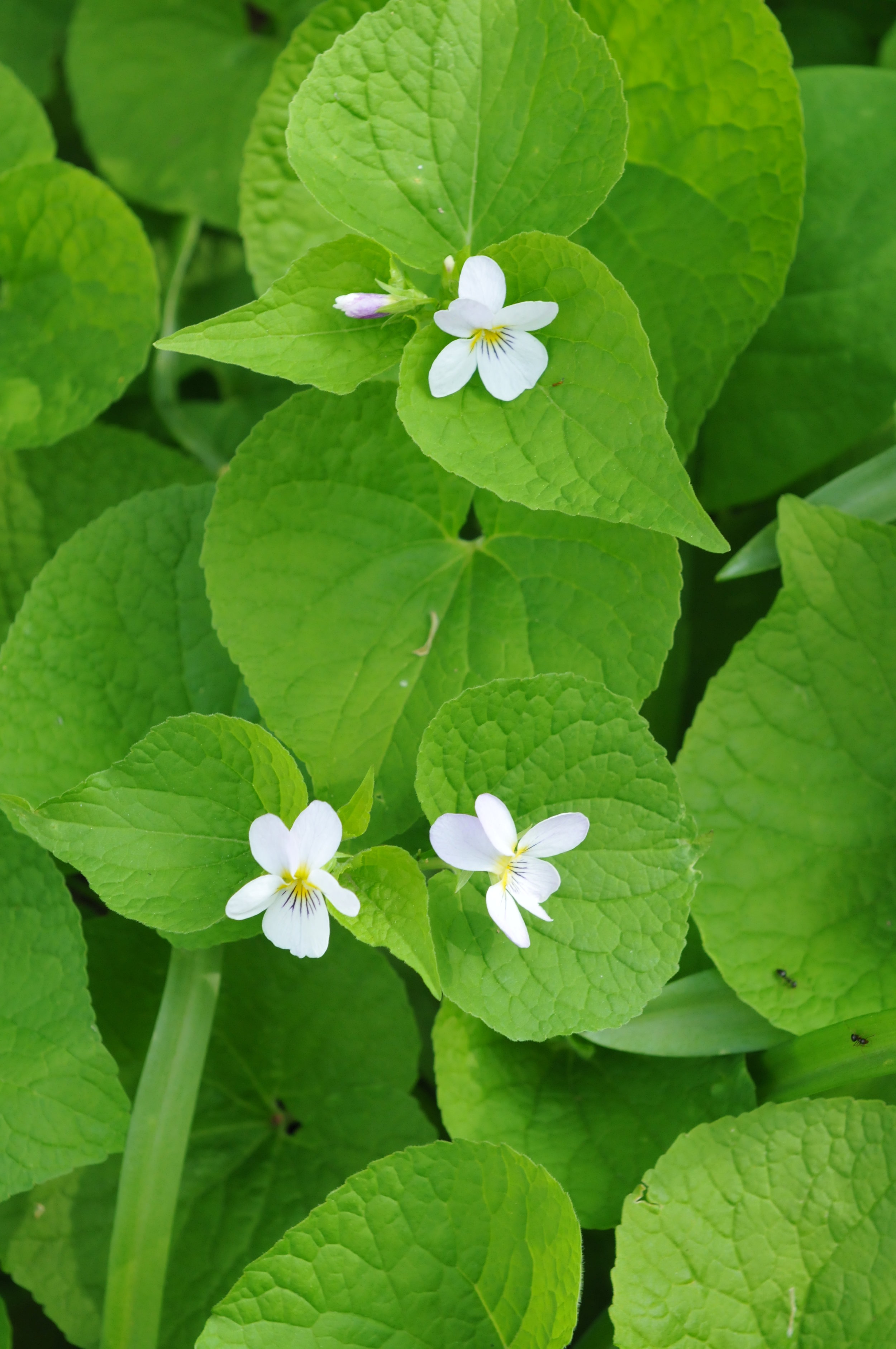 wildflower.white.green.JPG