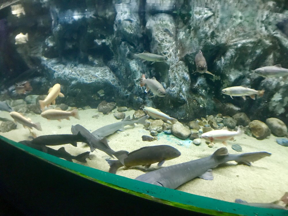 Lotte World Aquarium