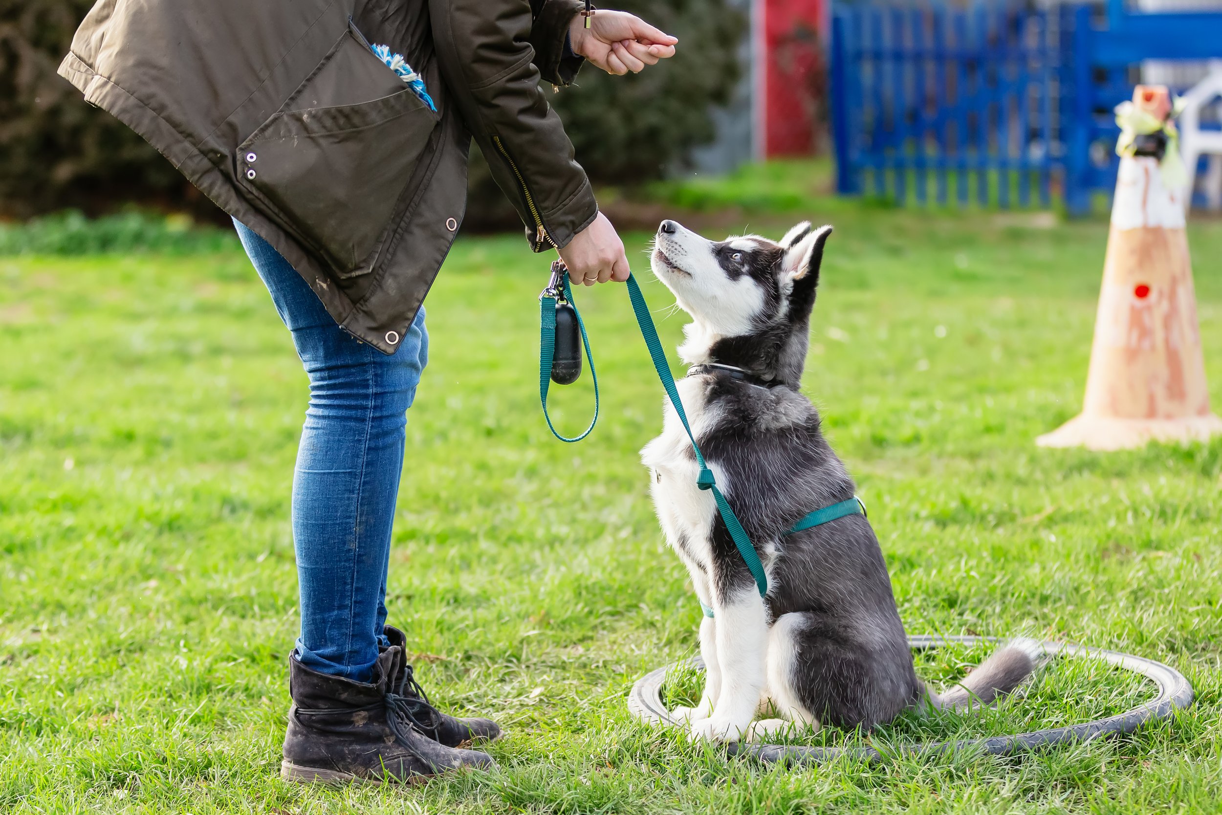 young black and white husky dog on a leash intently looking up at a person with a treat