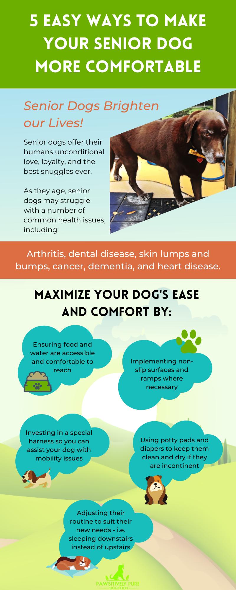 5 Easy Ways to Keep Your Senior Dog Comfortable (Infographic) — Pawsitively  Pure Dog Food