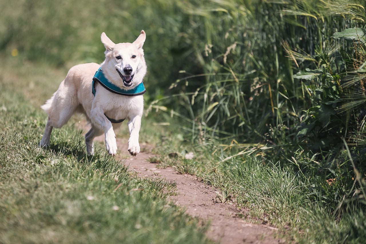 dog-644111_1280.jpg