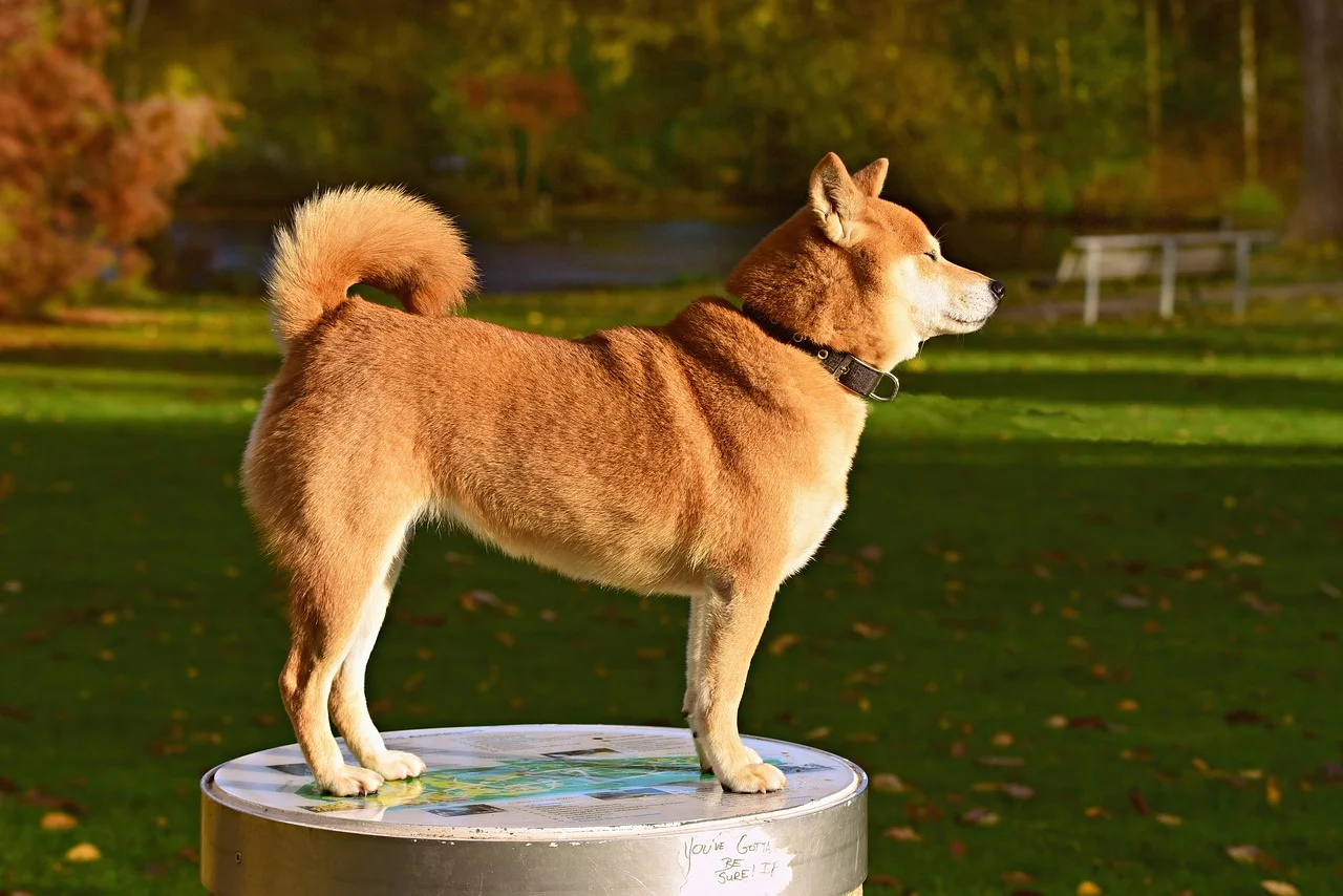 shiba-inu-3846767_1280.jpg