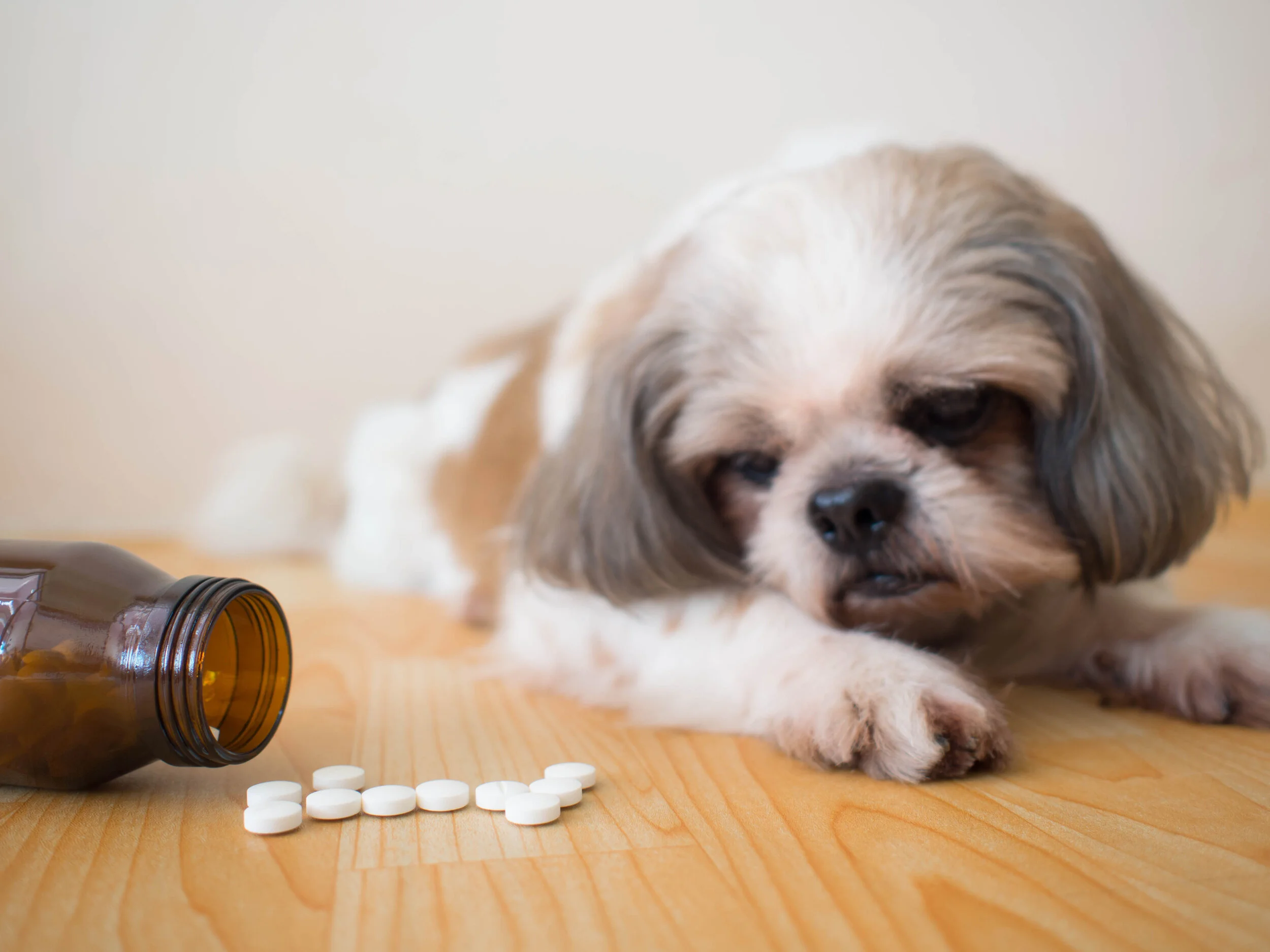 ethyl ester oil for dogs