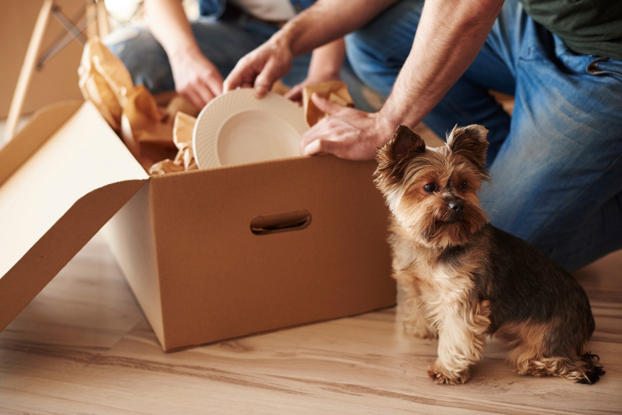Did you know that May is National Moving Month? 🚛🏡 
Moving can be a stressful process for anyone--and that includes your dogs! If you're preparing to transfer to a new home, here are a handful of things you can do to make your dog more comfortable: