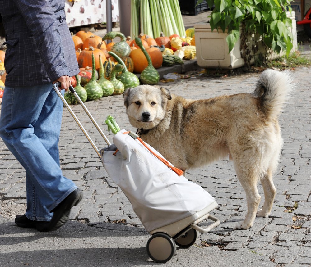 dog standing beside owner with market cart at a farmers market
