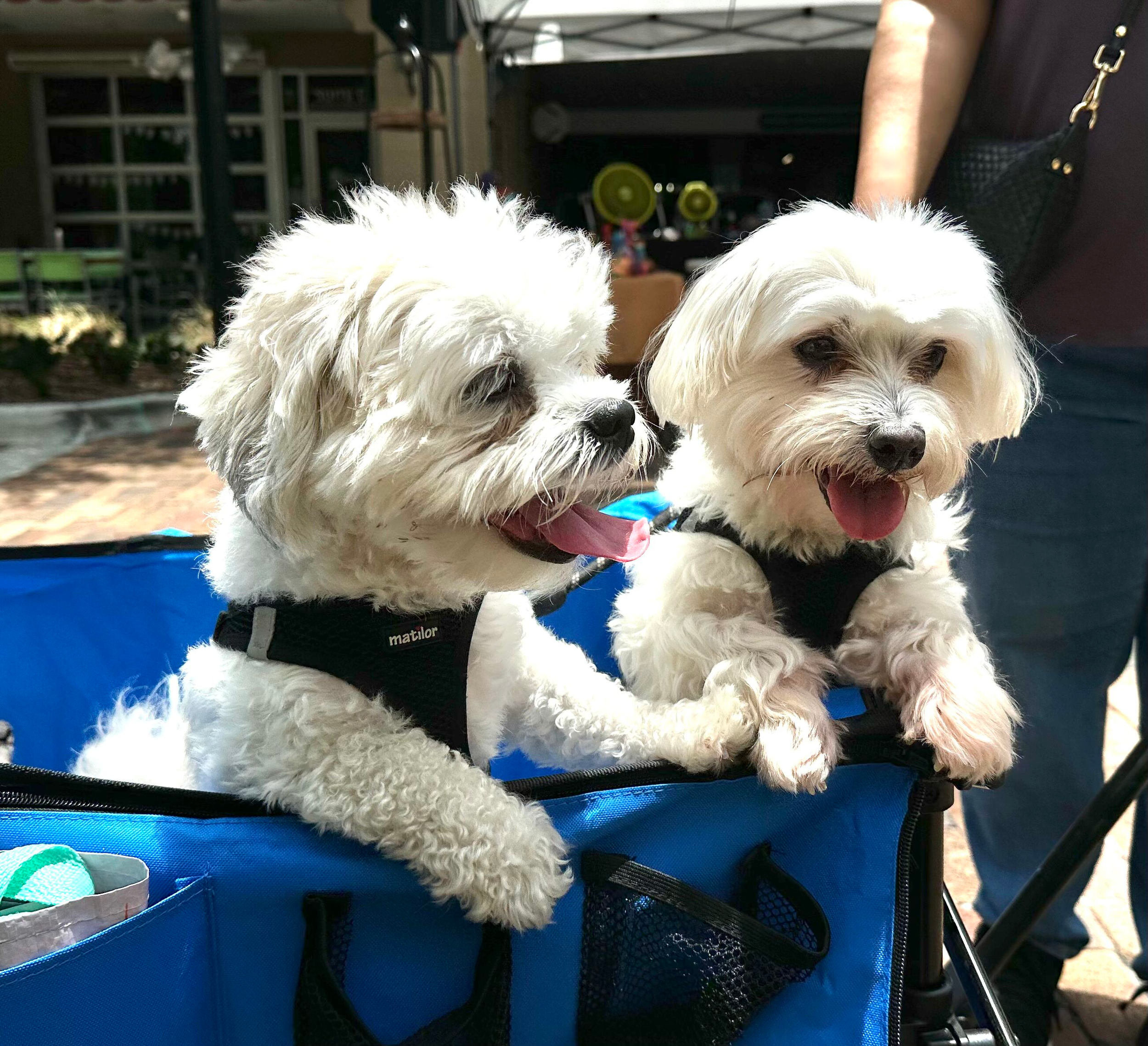 two white dogs with black harnesses in a blue wagon