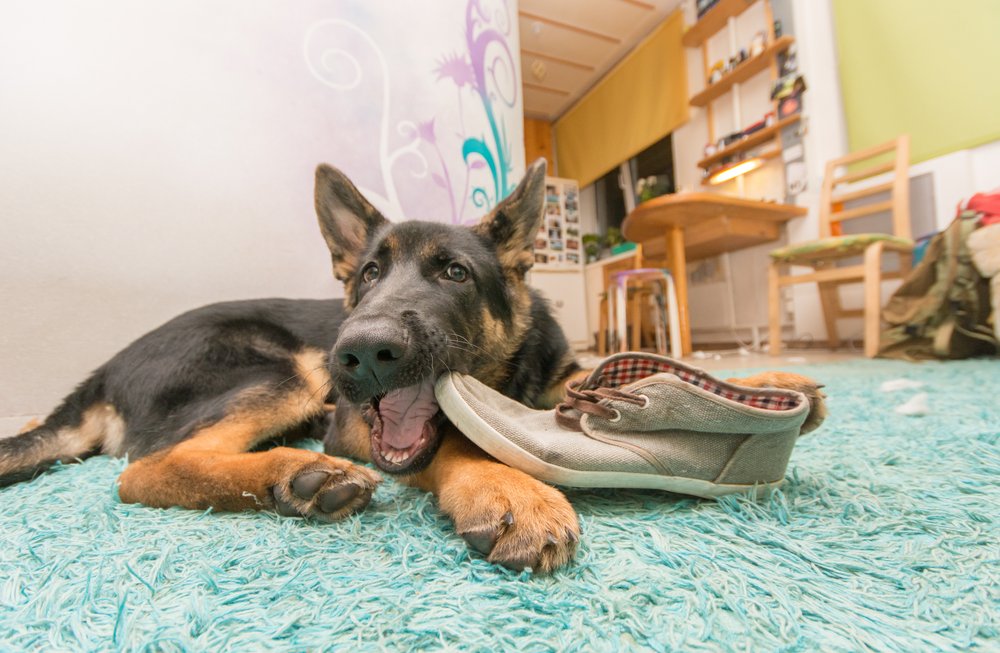 German Shepherd dog on a teal carpet chewing on a shoe