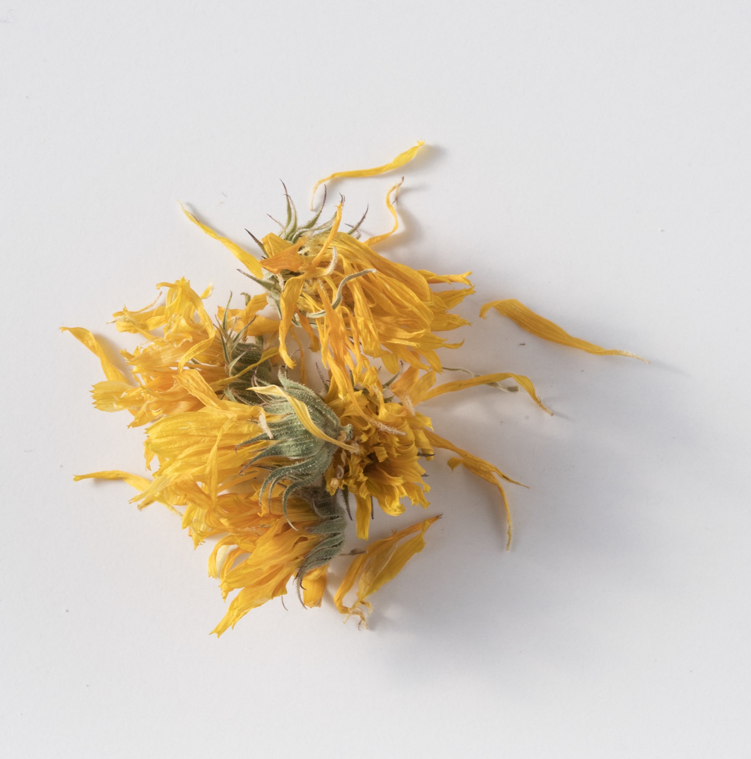 Calendula