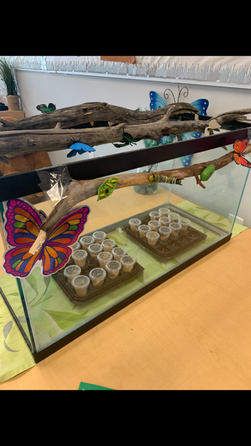 Butterflies have arrived at all Discovery sites! Lets learn about metamorphosis