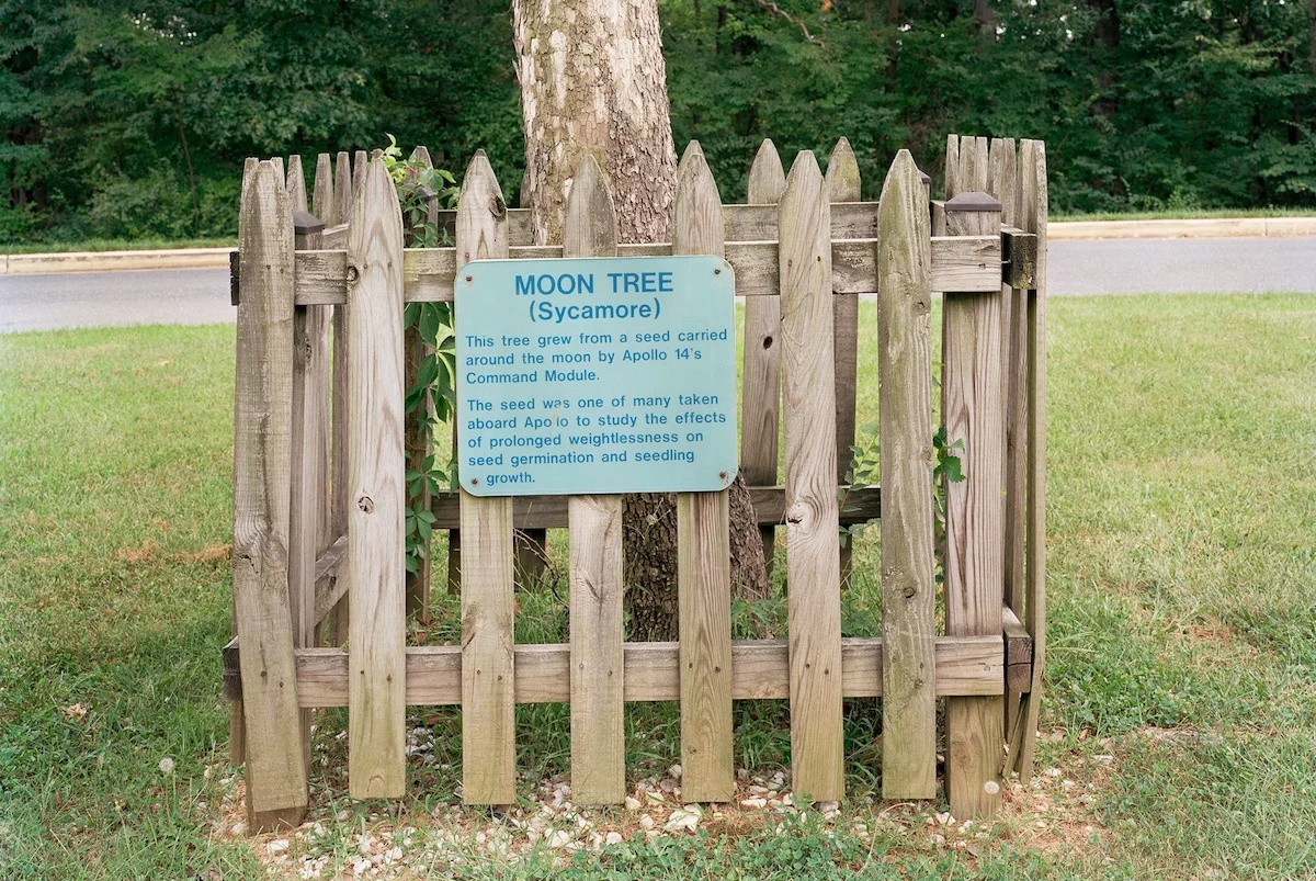 "Moon Trees"<br>Erica Botkin