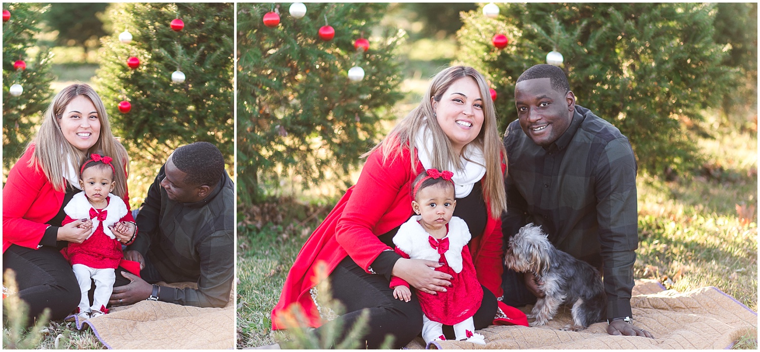 Christmas tree farm portraits