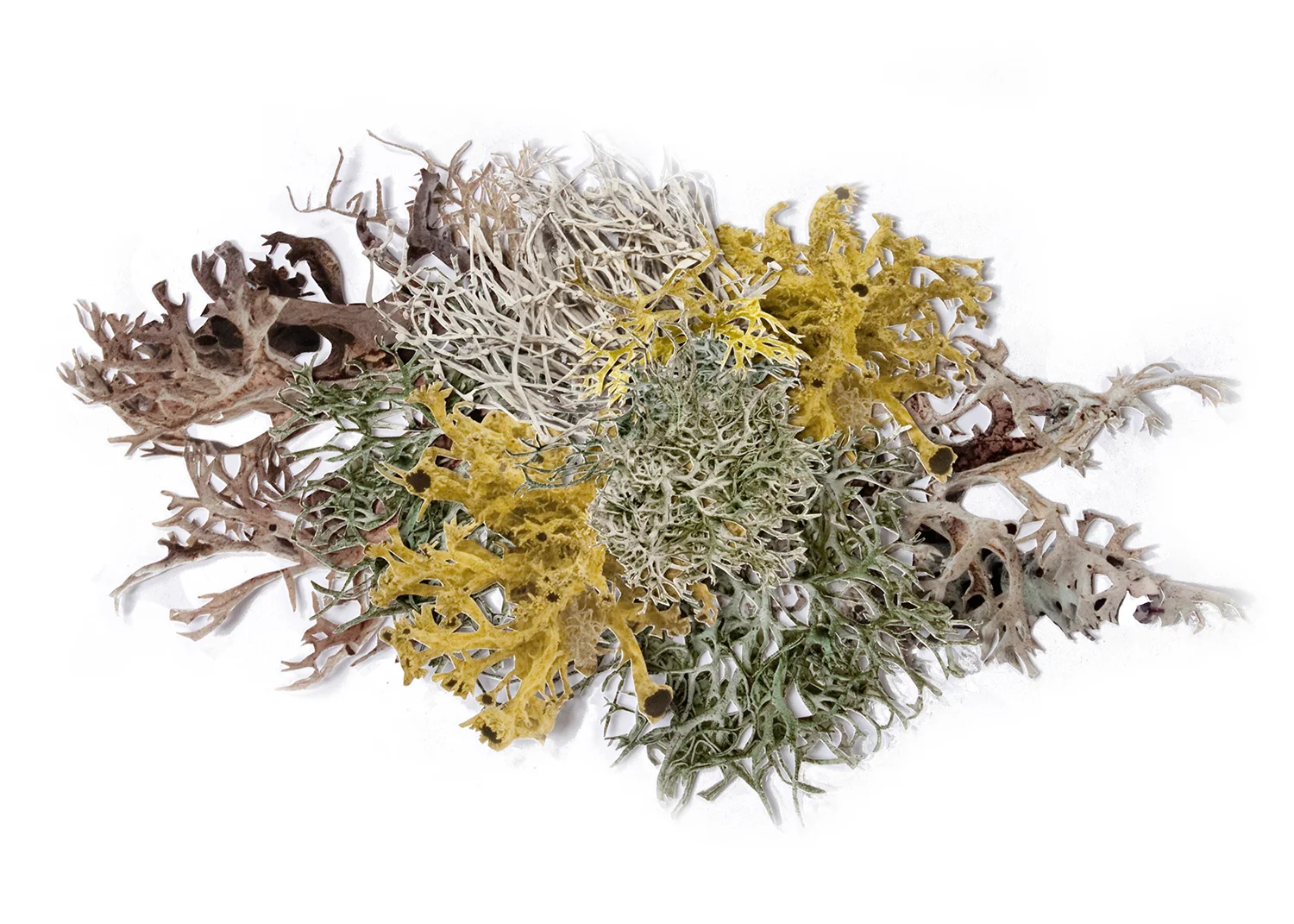 Lichen Morph 1