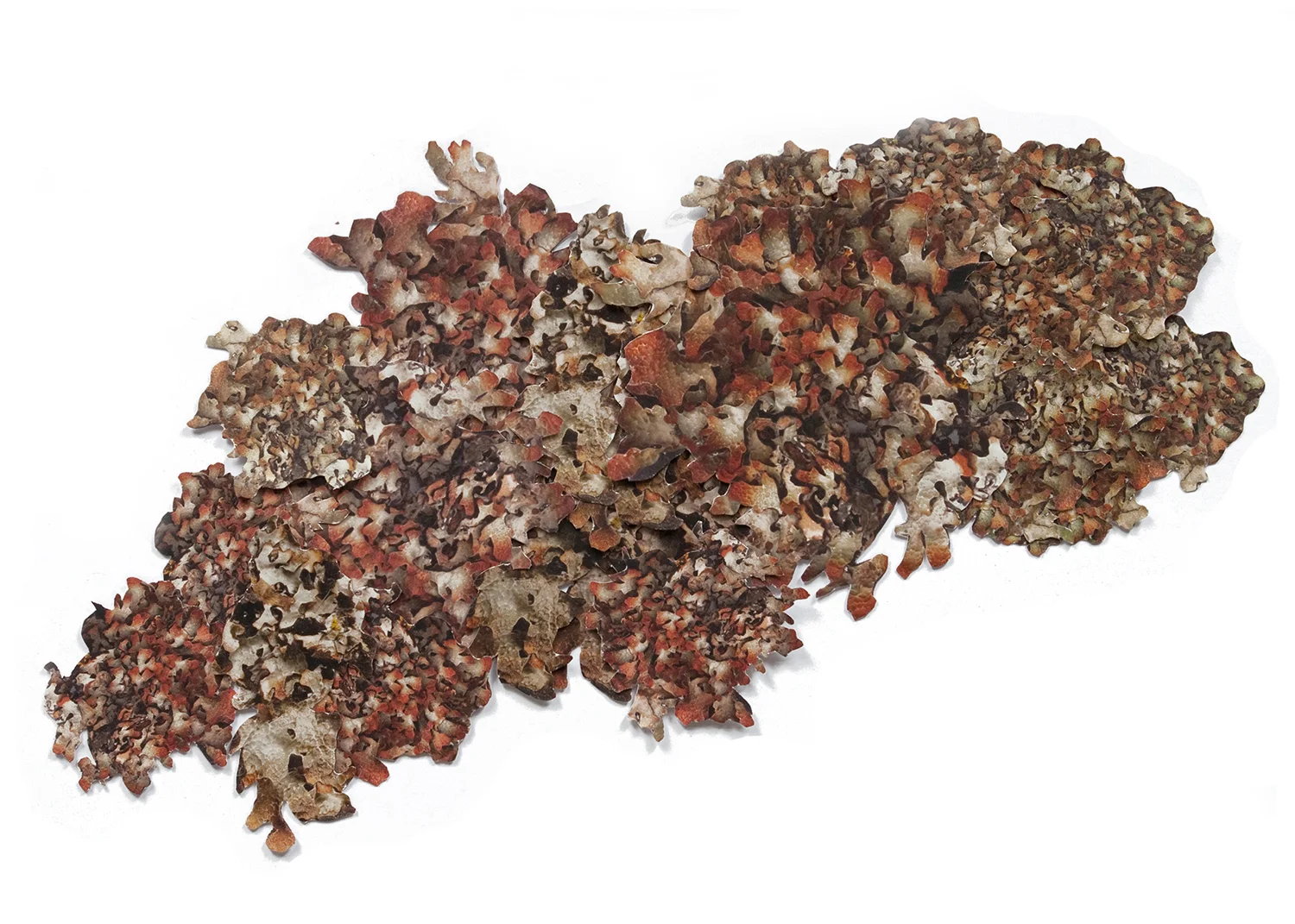 Lichen Morph 2