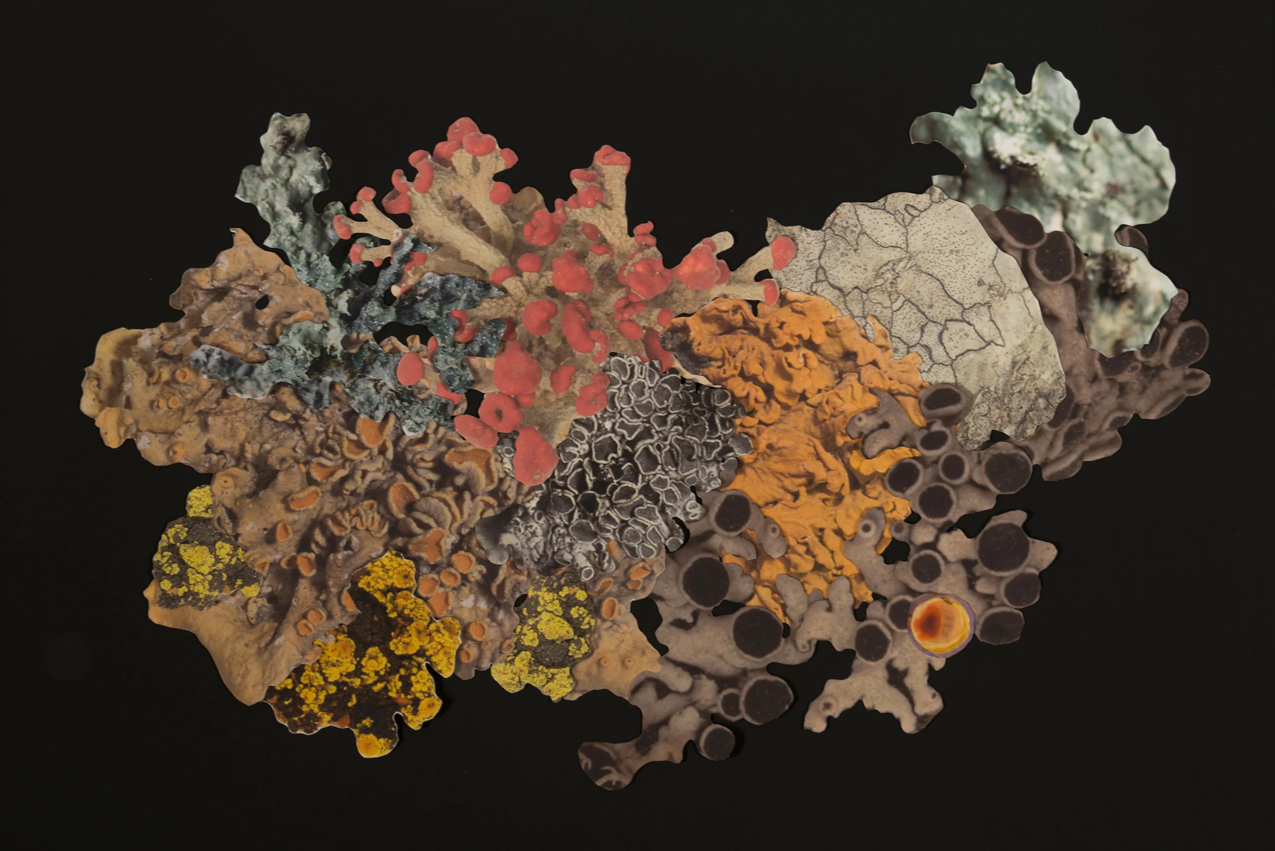 Artificial Lichen Colony #8