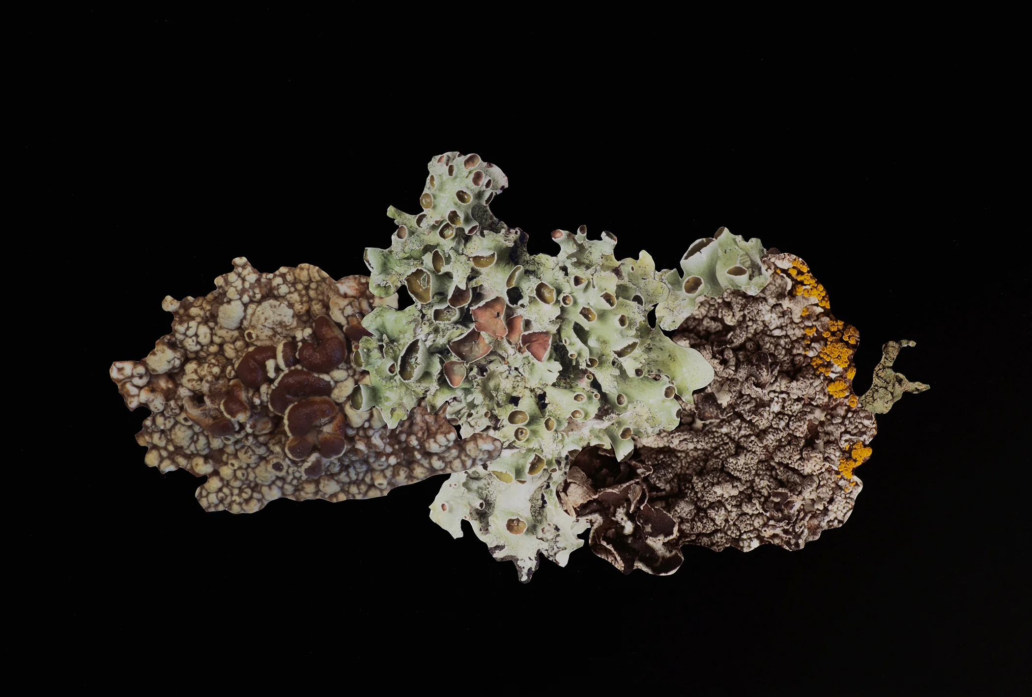 Artificial Lichen Colony #13
