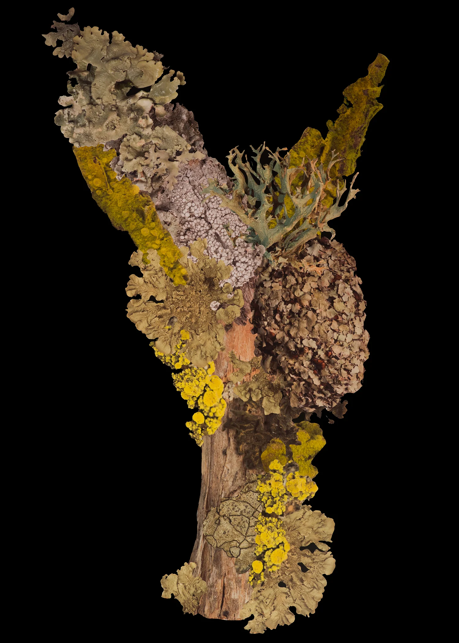 Artificial Lichen Colony #12