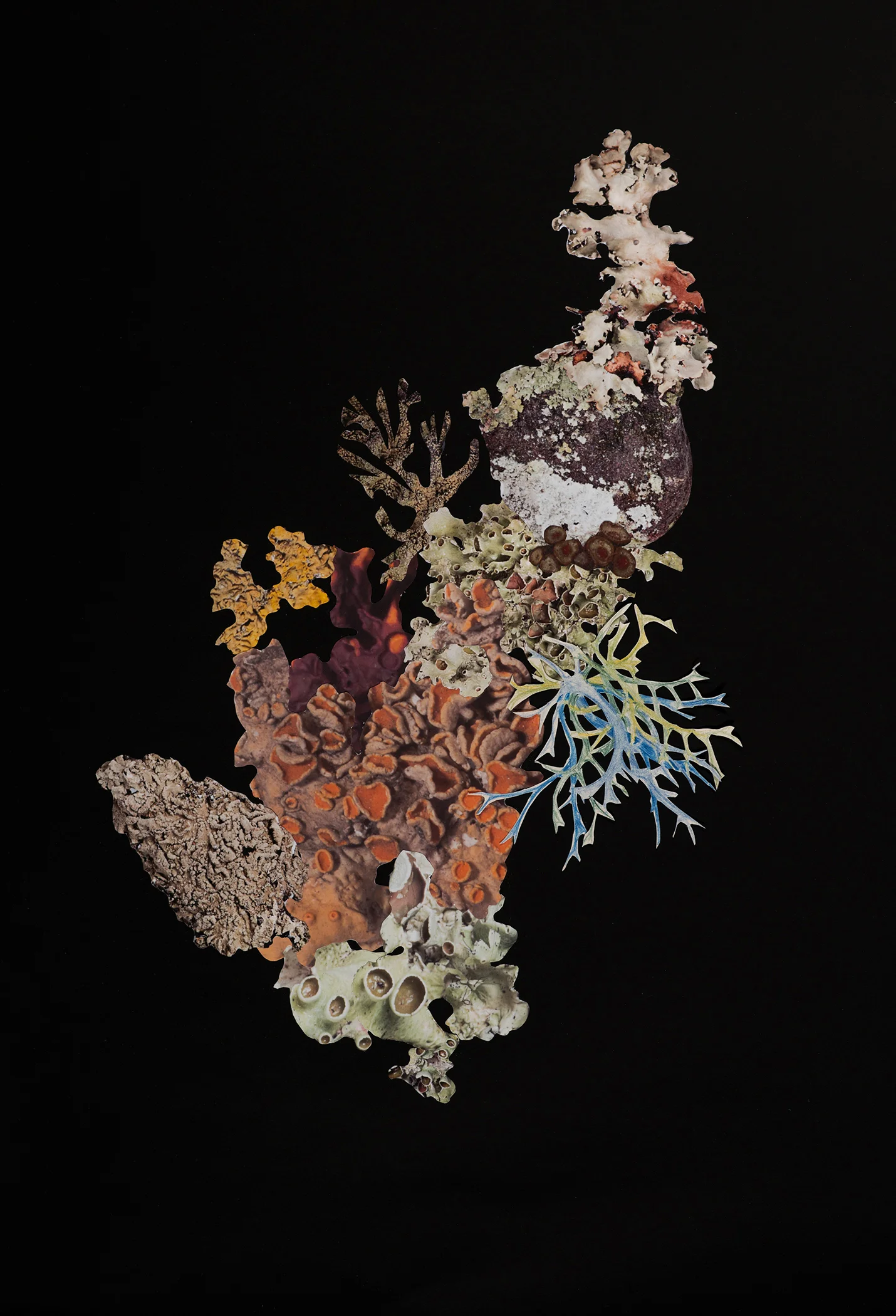 Artificial Lichen Colony #6
