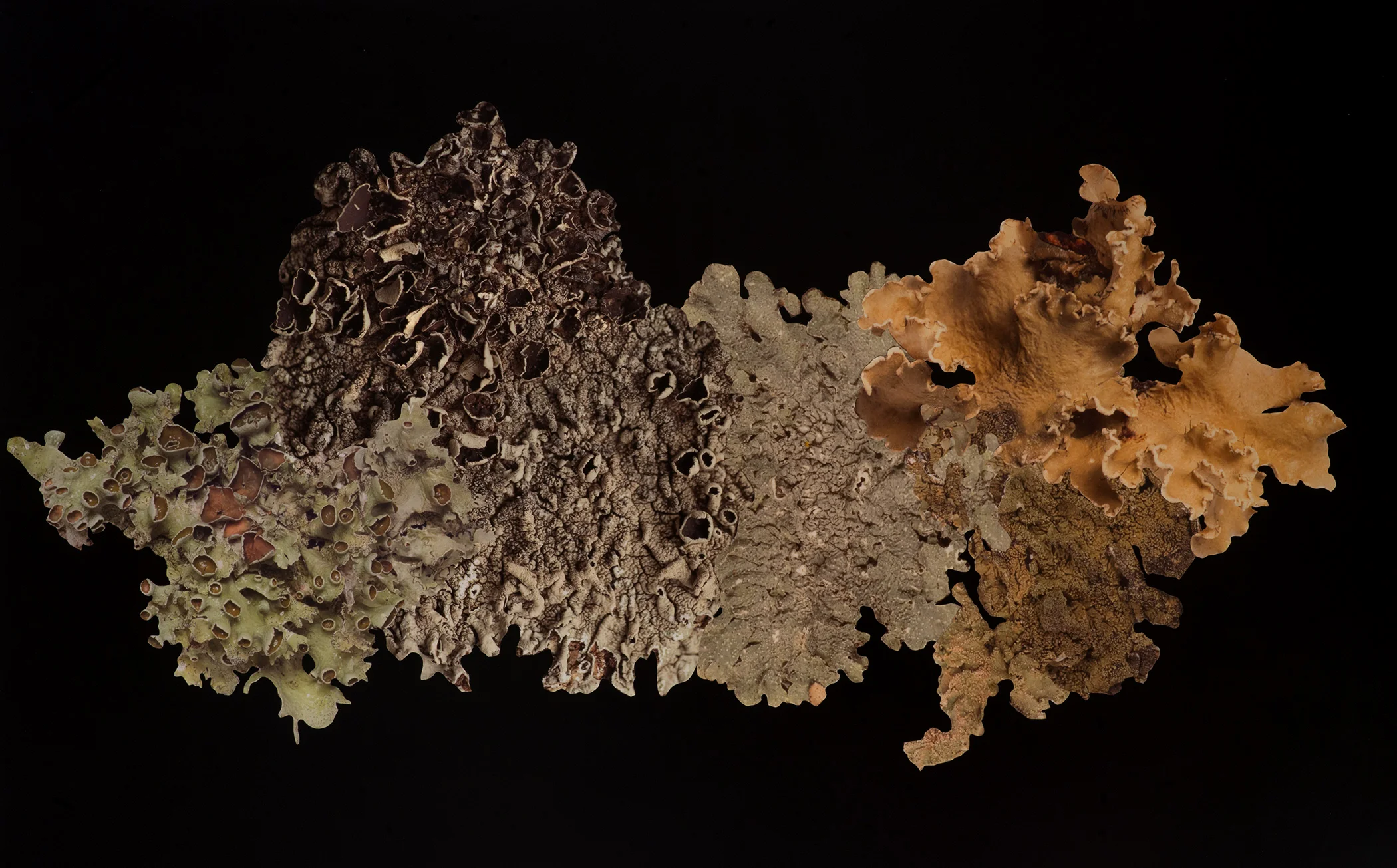 Artificial Lichen Colony #9