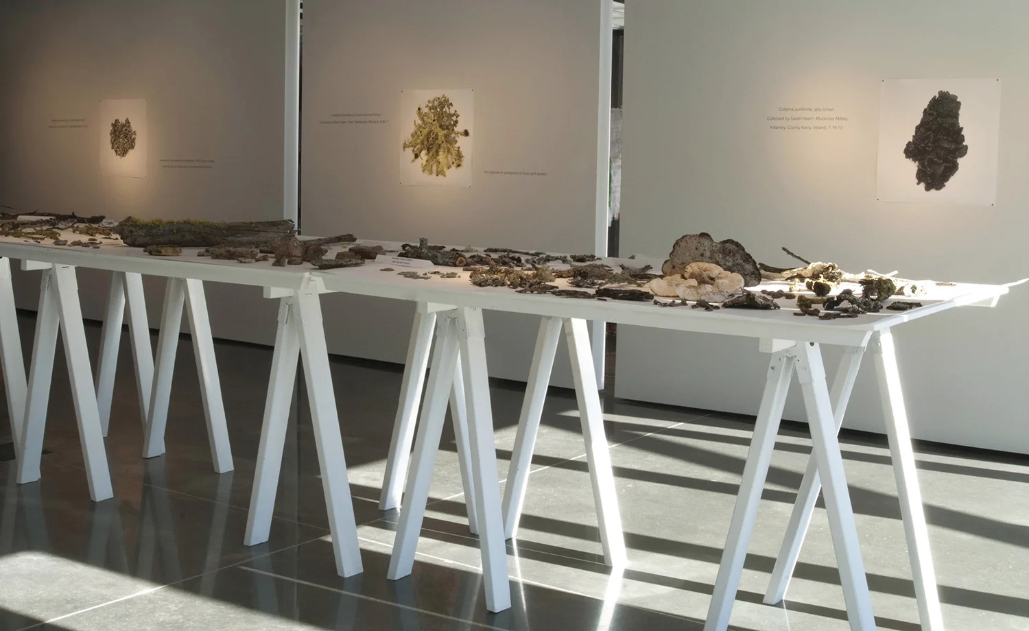 Symbiotic Cooperation Installation