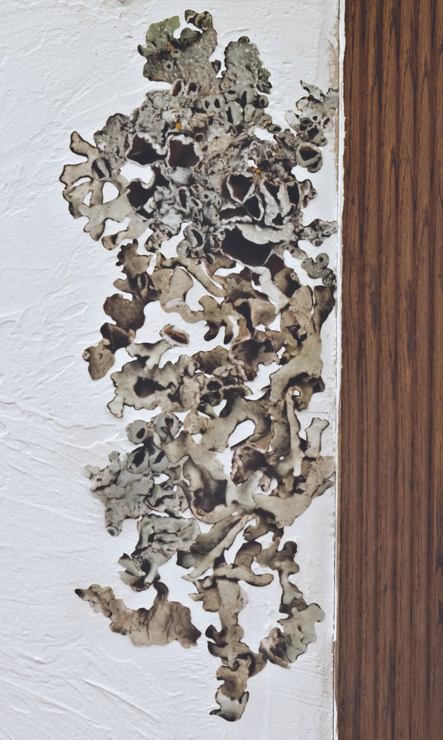 Rimela cetrata (crackled ruffle lichen) and Punctelia bolliana (Eastern speckled shield lichen)