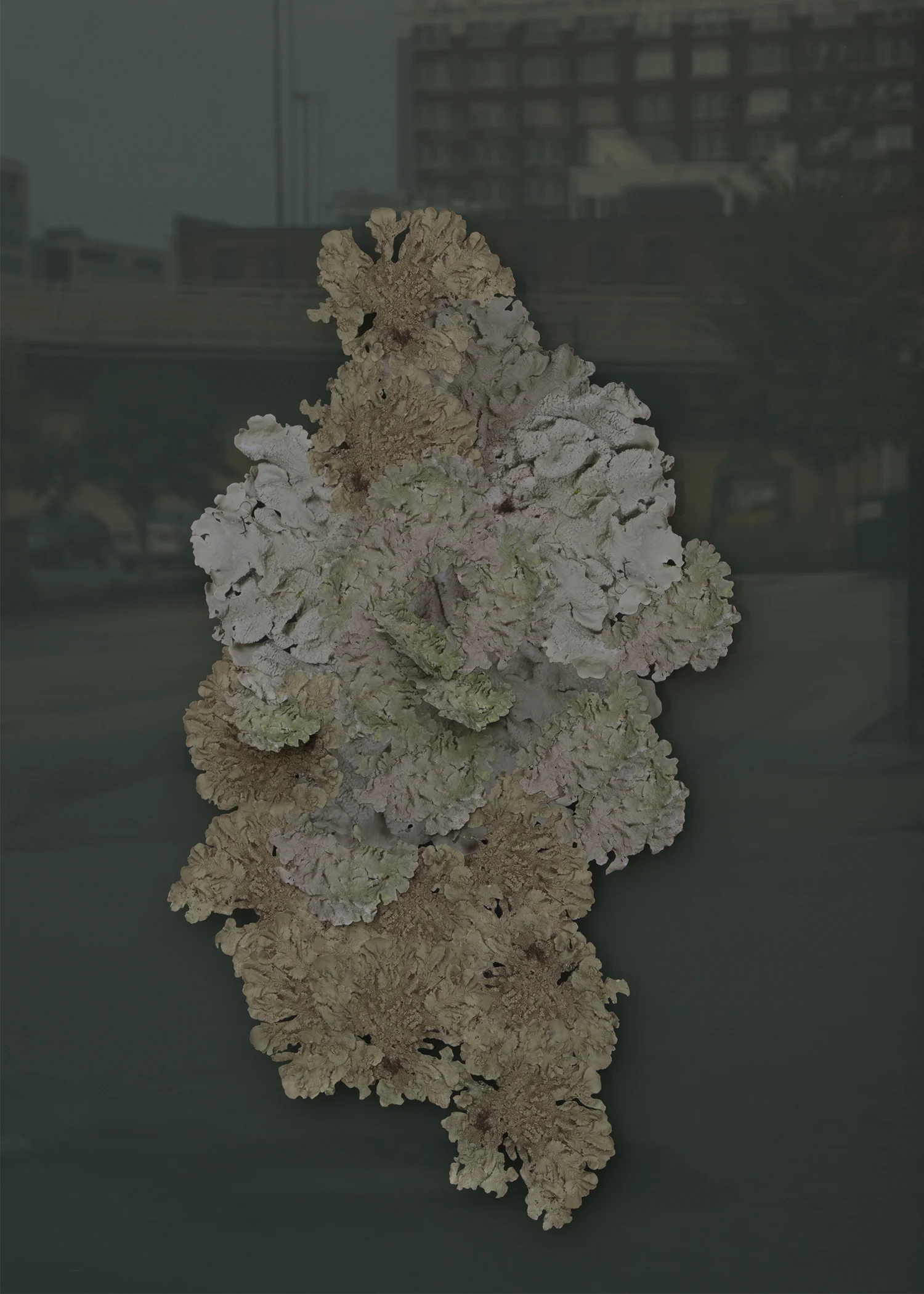 Flavoparmelia caperata