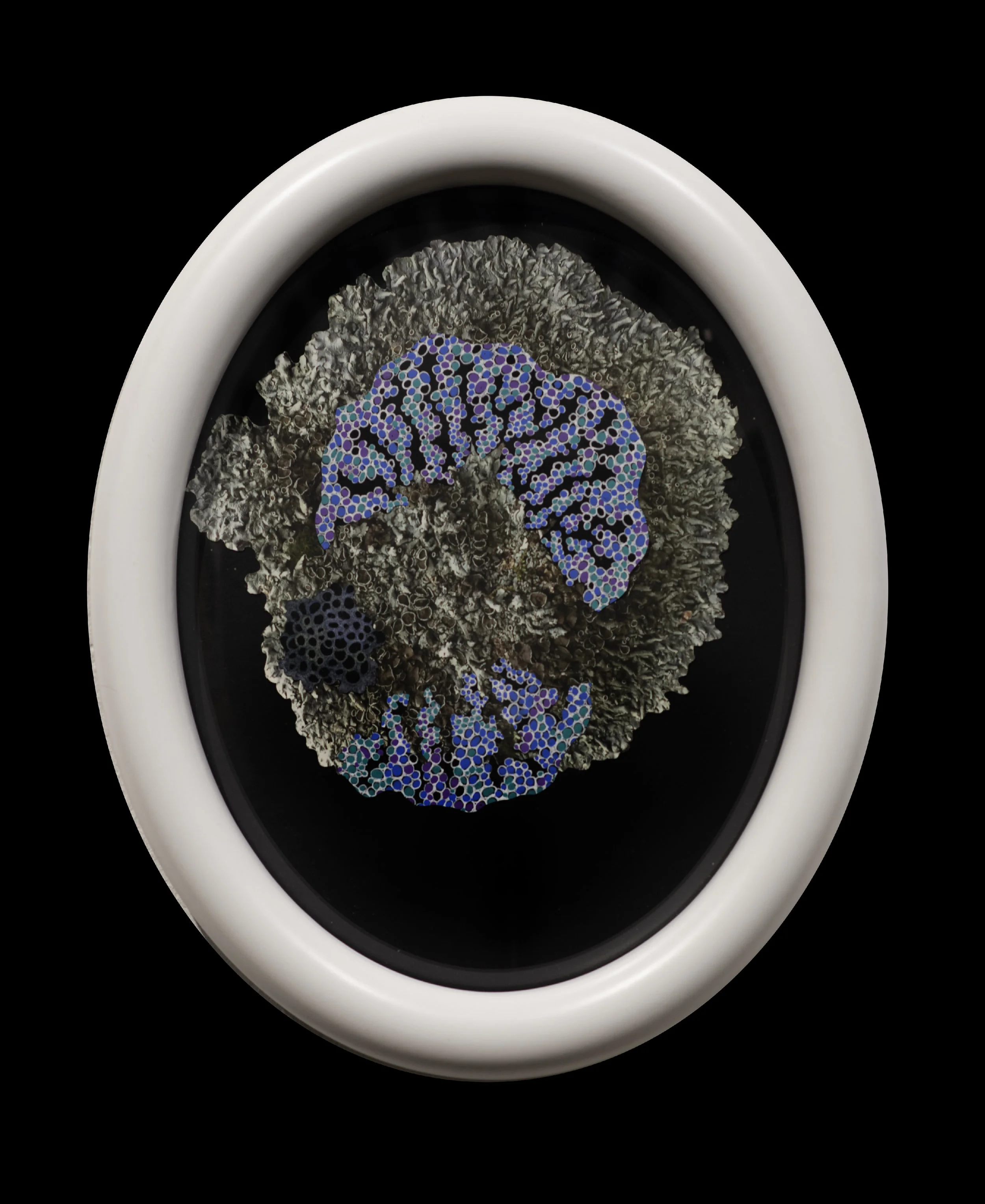 Recolonization II (Sheild Growth)