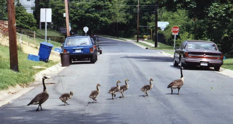 stopping traffic on McComas Ave.jpg