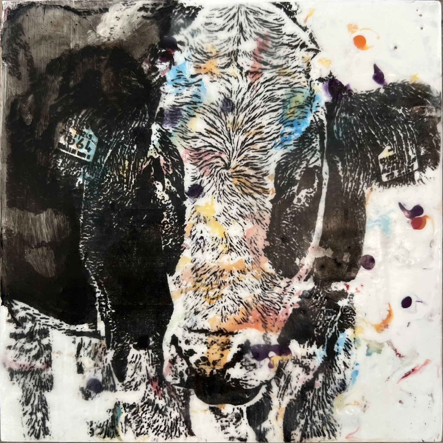 Confetti Cow 1